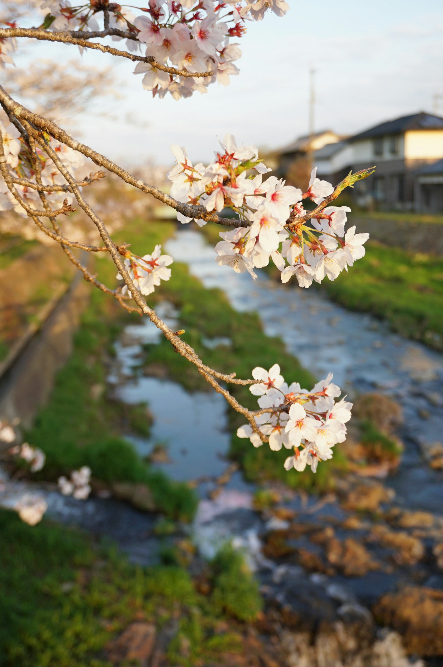Fiori di ciliegio che fioriscono lungo un fiume