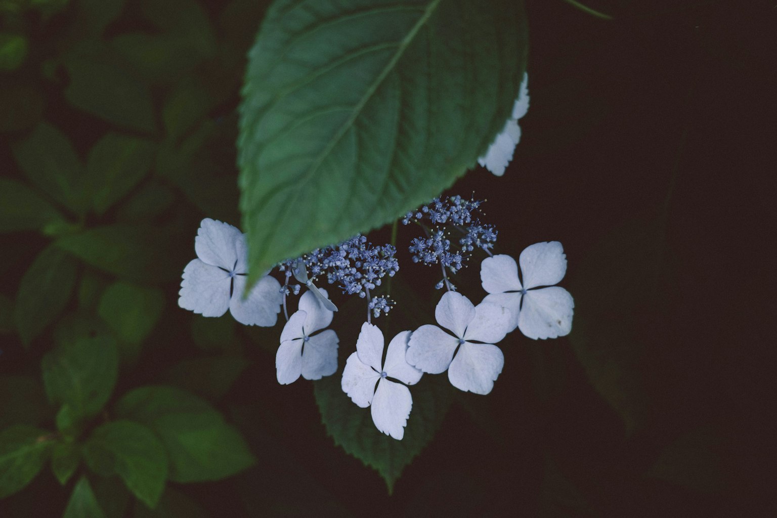 Gros plan de l'hydrangea avec des fleurs blanches et des feuilles vertes