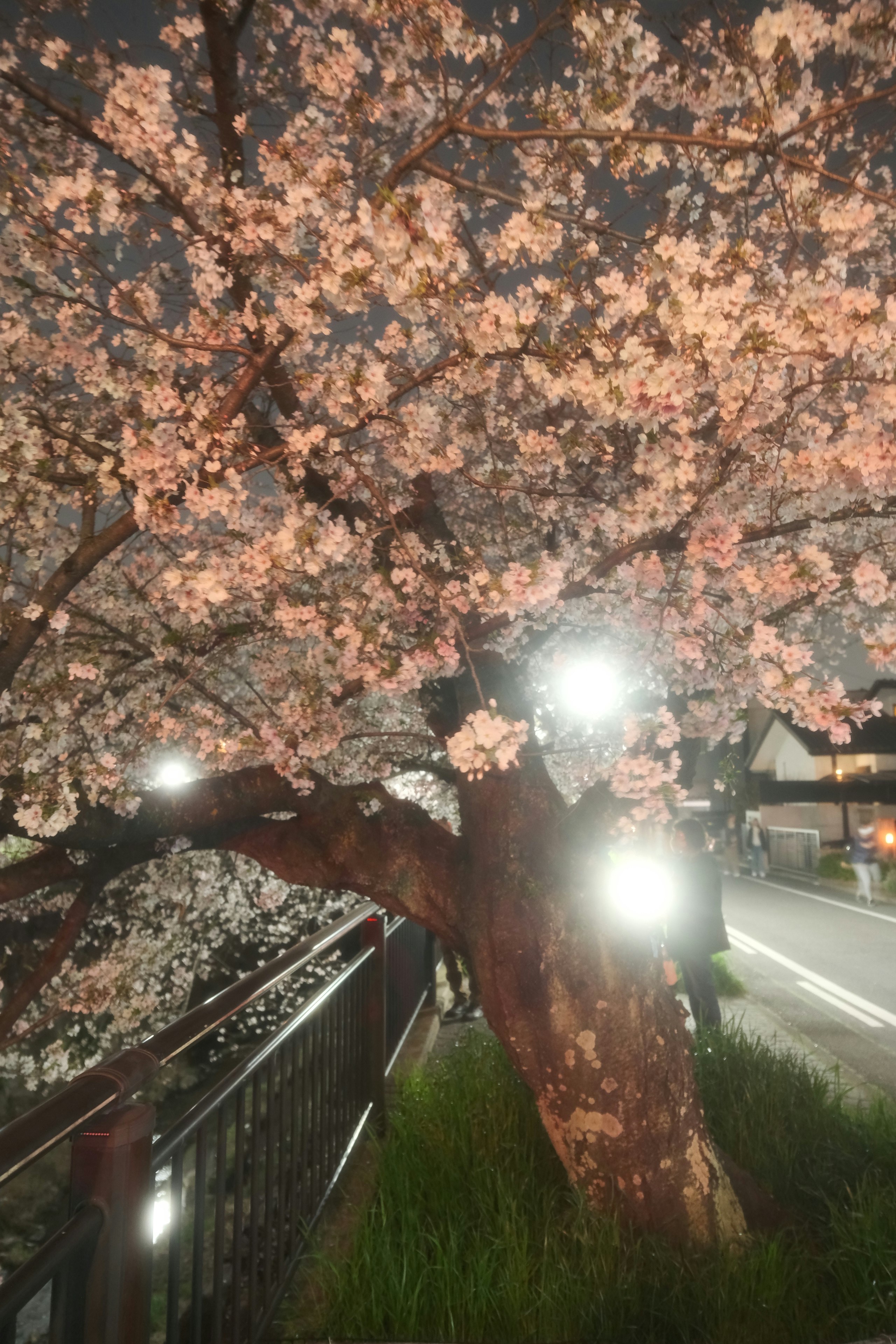 山崎川四季の道の夜桜並木と提灯の灯り