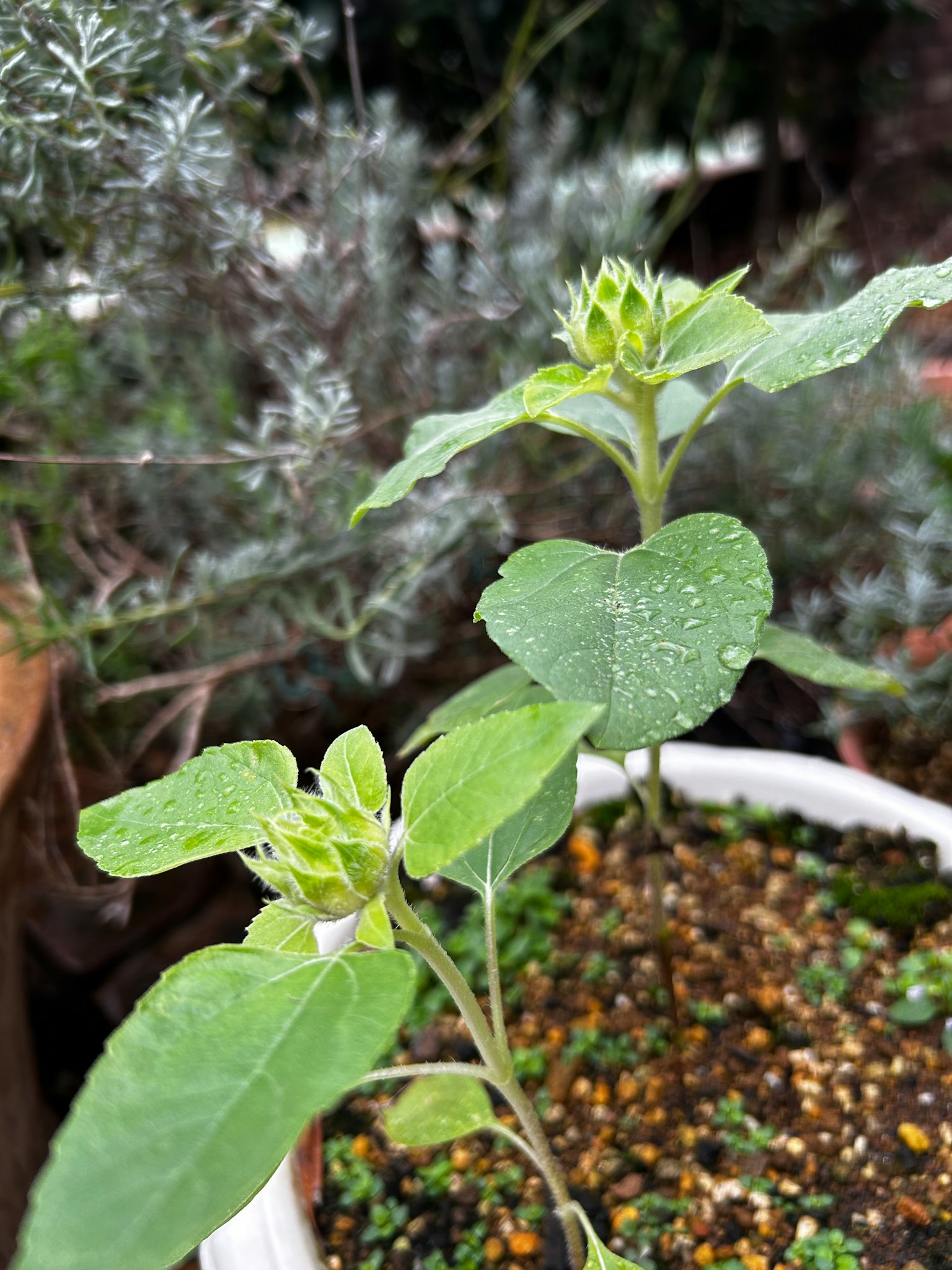 Joven planta verde con hojas en forma de corazón creciendo en una maceta con follaje gris de fondo