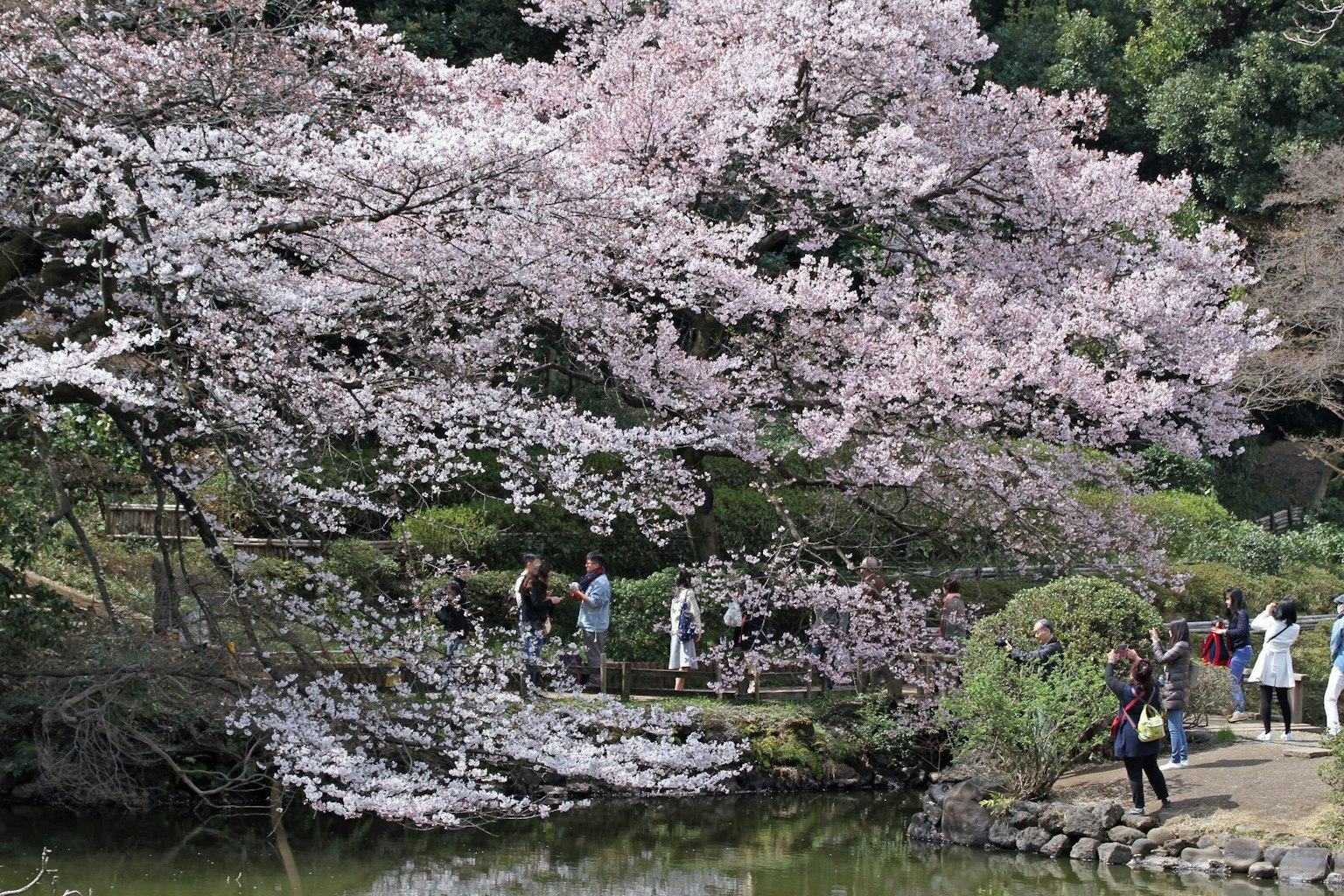 Pemandangan taman dengan pohon sakura yang mekar dan orang-orang yang menikmati pemandangan