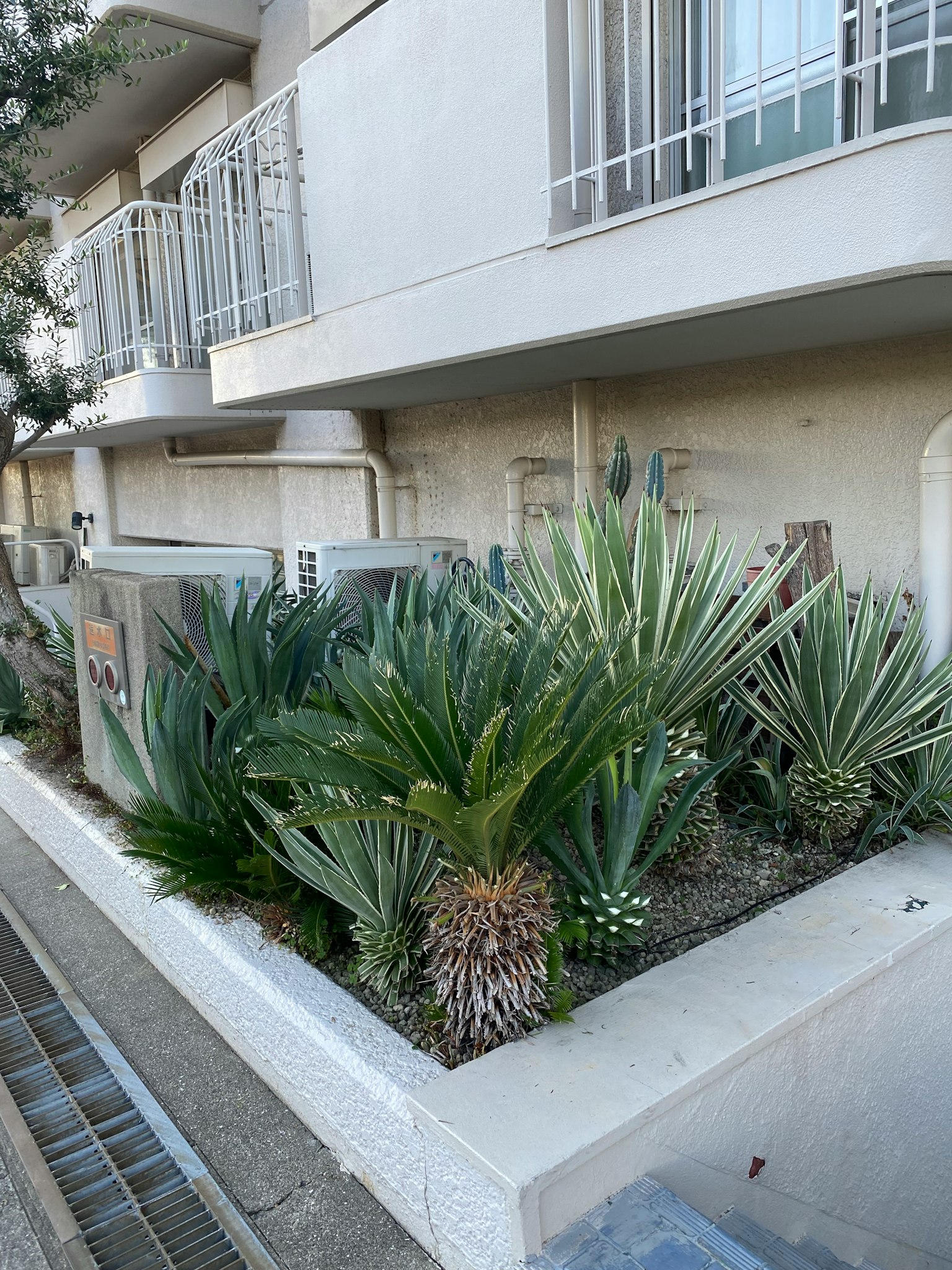 Jardín de cactus y plantas diversas frente a un edificio