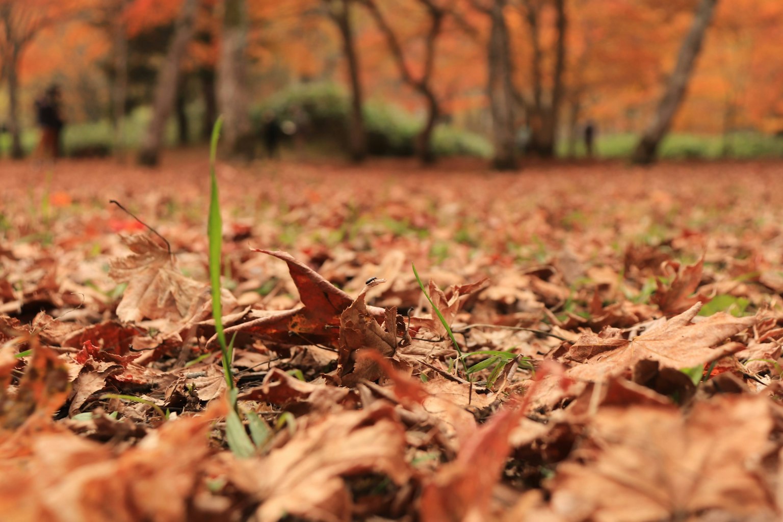 Herbstblätter, die den Boden bedecken