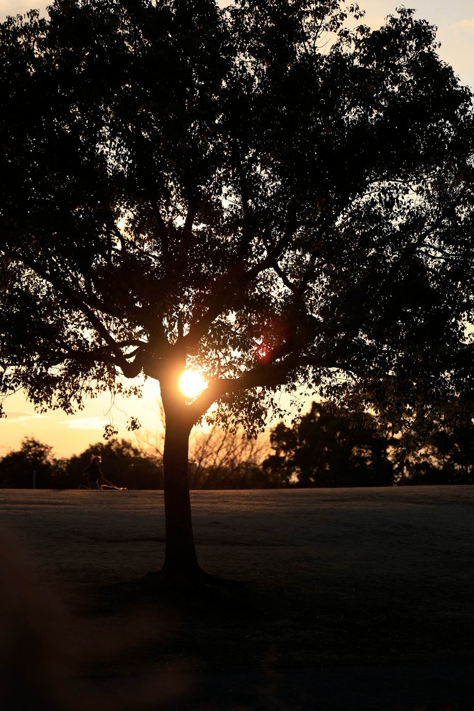 Silueta de un gran árbol con luz solar brillando a través