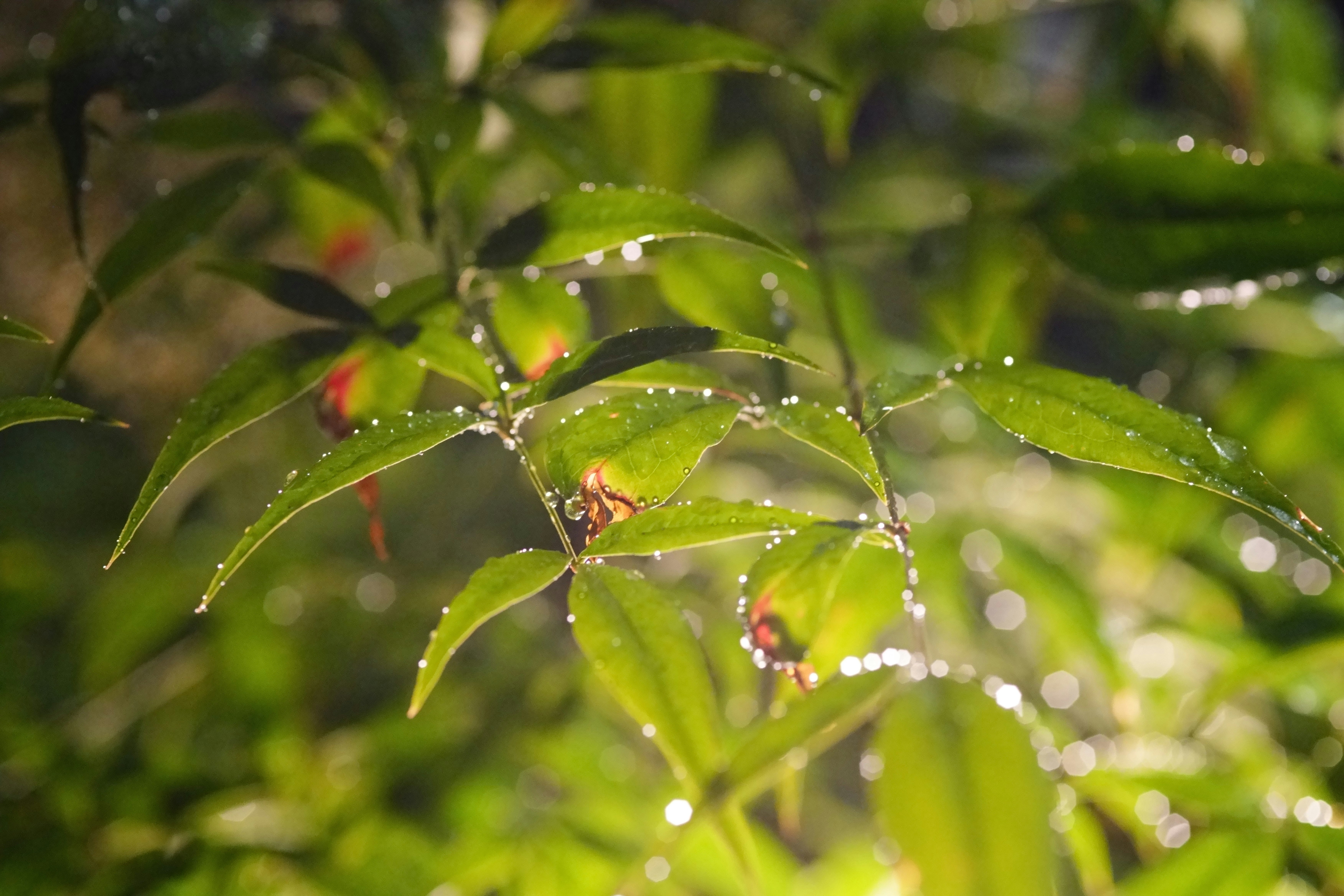 雨上がりの葉に付いた水滴のある緑の木々
