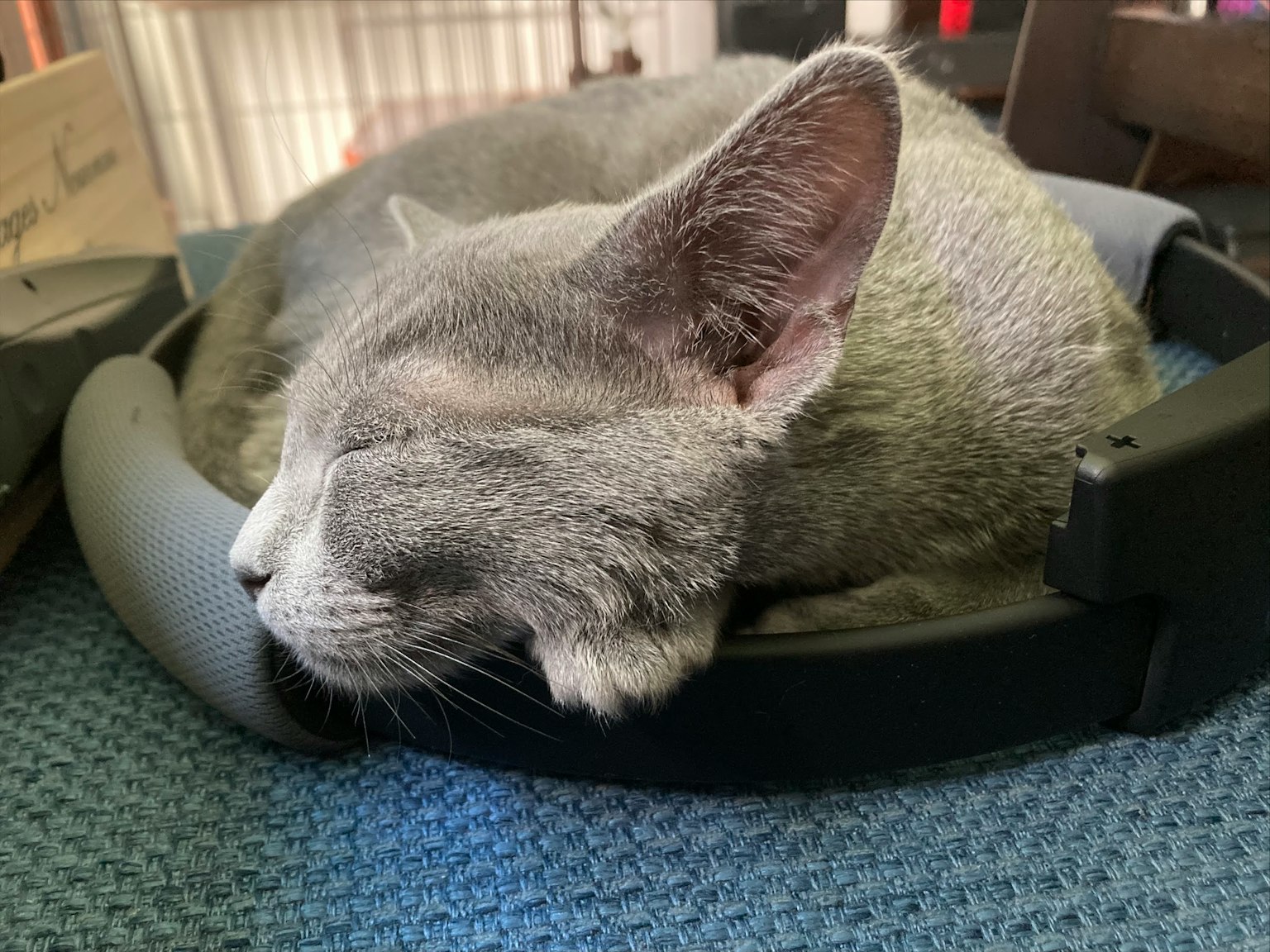 Gato gris durmiendo en una cama redonda