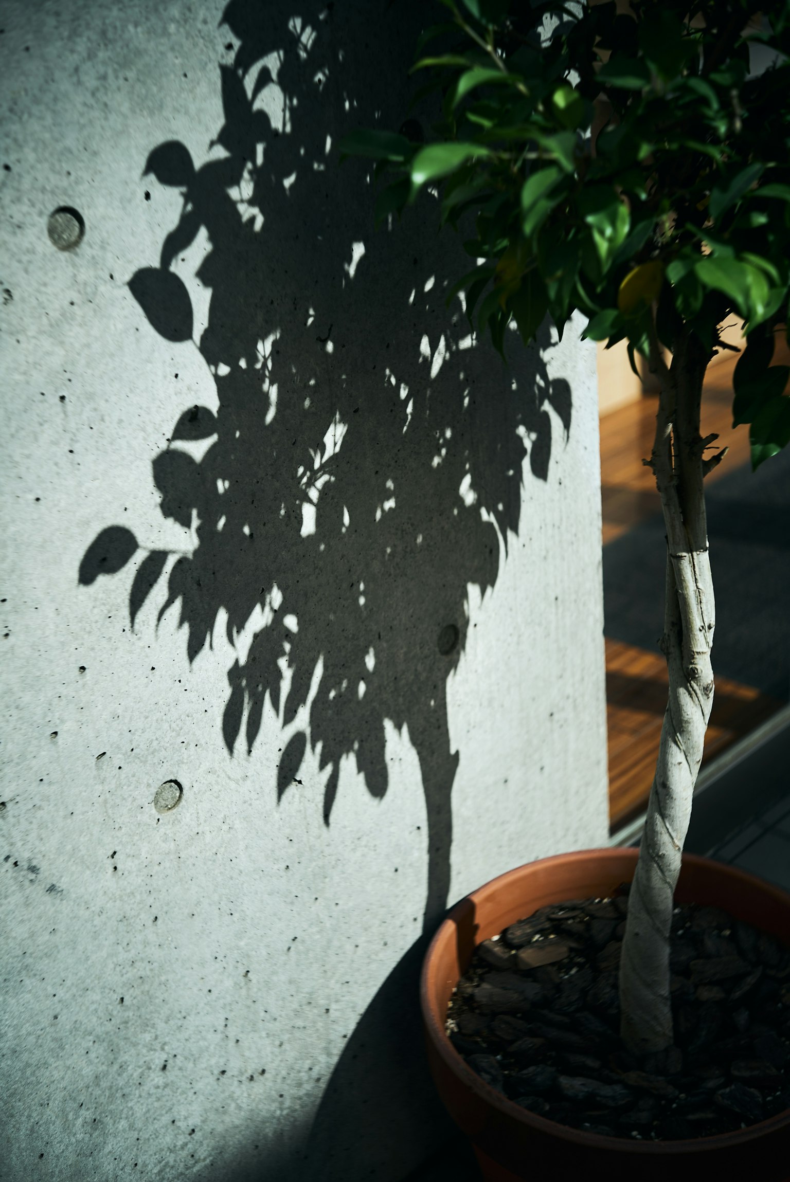 Schatten einer Pflanze an einer Betonwand mit einer Topfpflanze