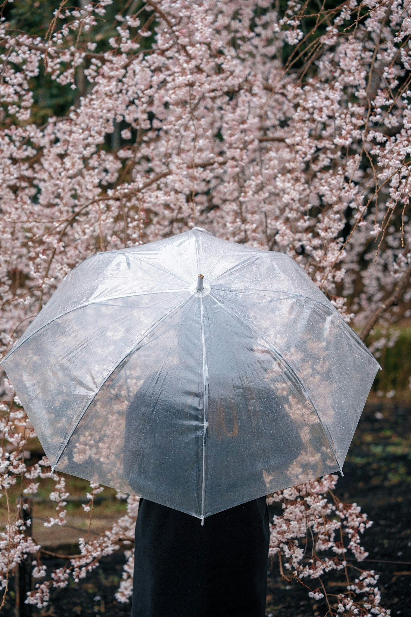 雨の中で傘をさす枝垂れ桜の下の人