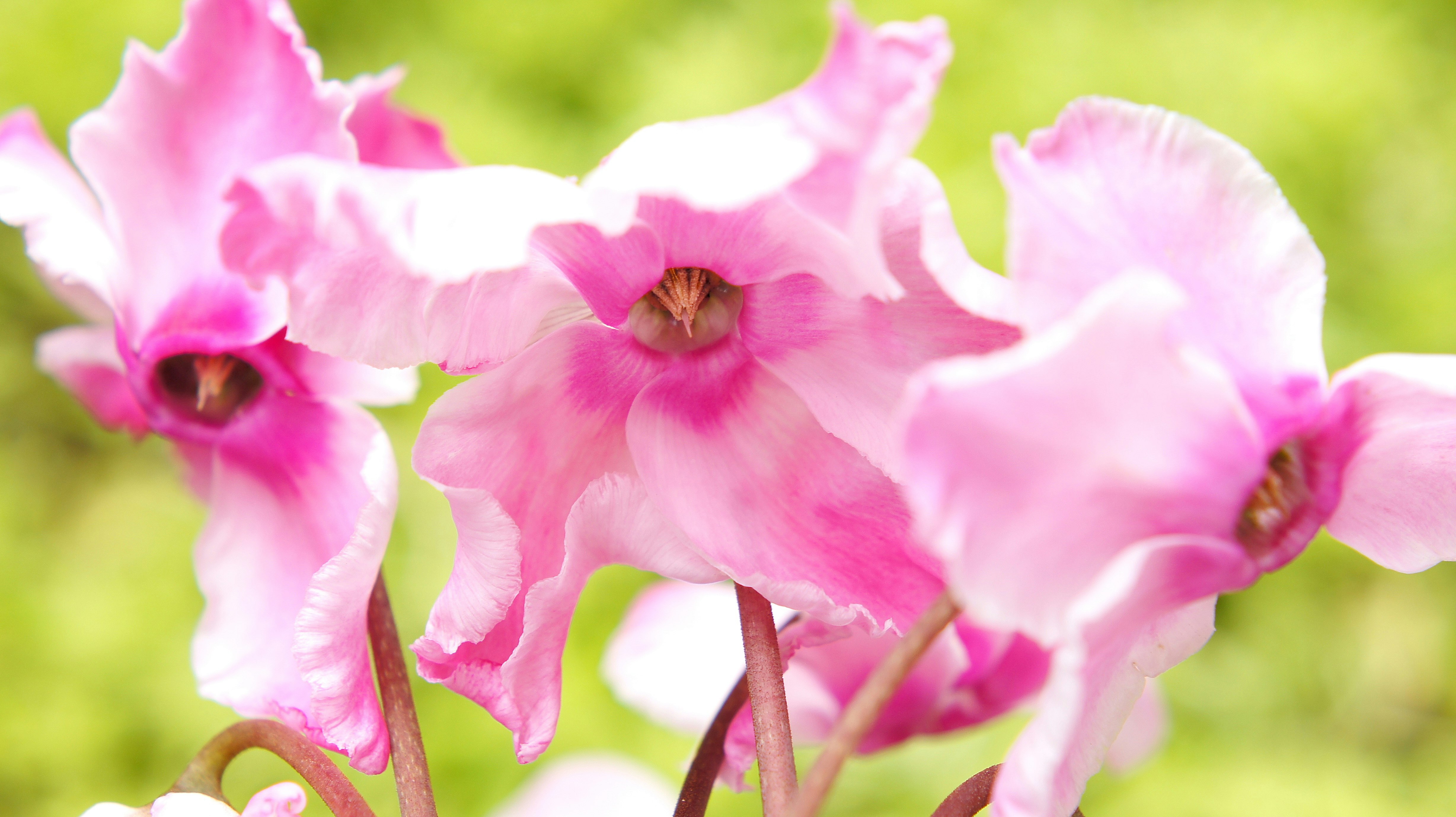 ピンクのシクラメンの花のクローズアップ