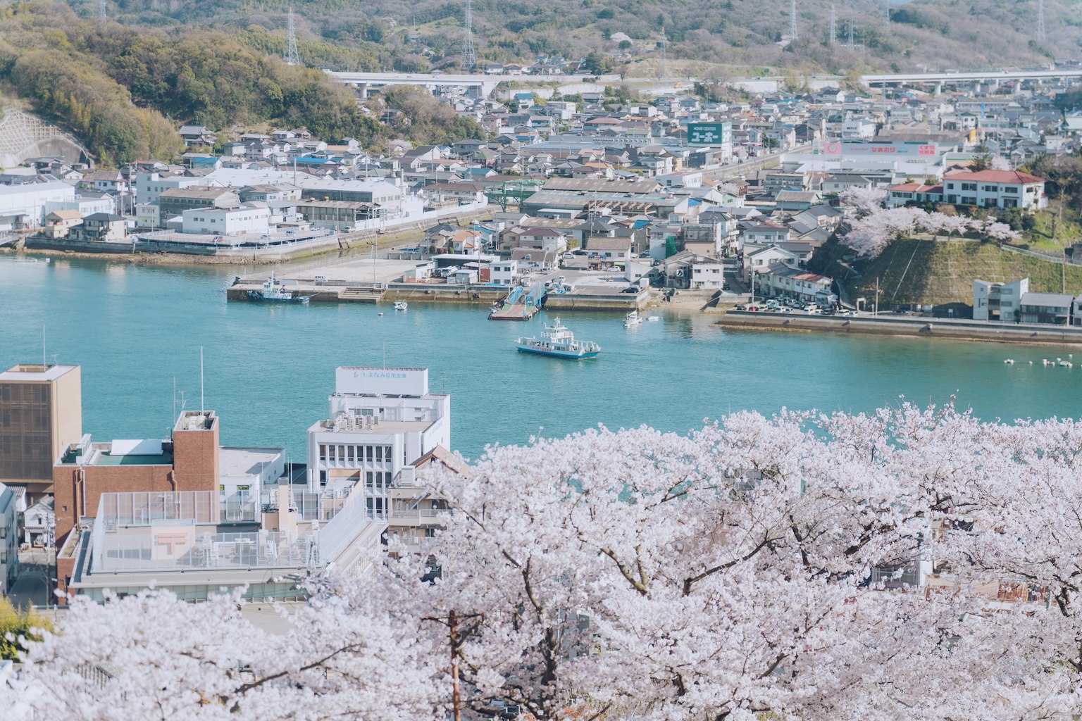 美丽的樱花和河流景观