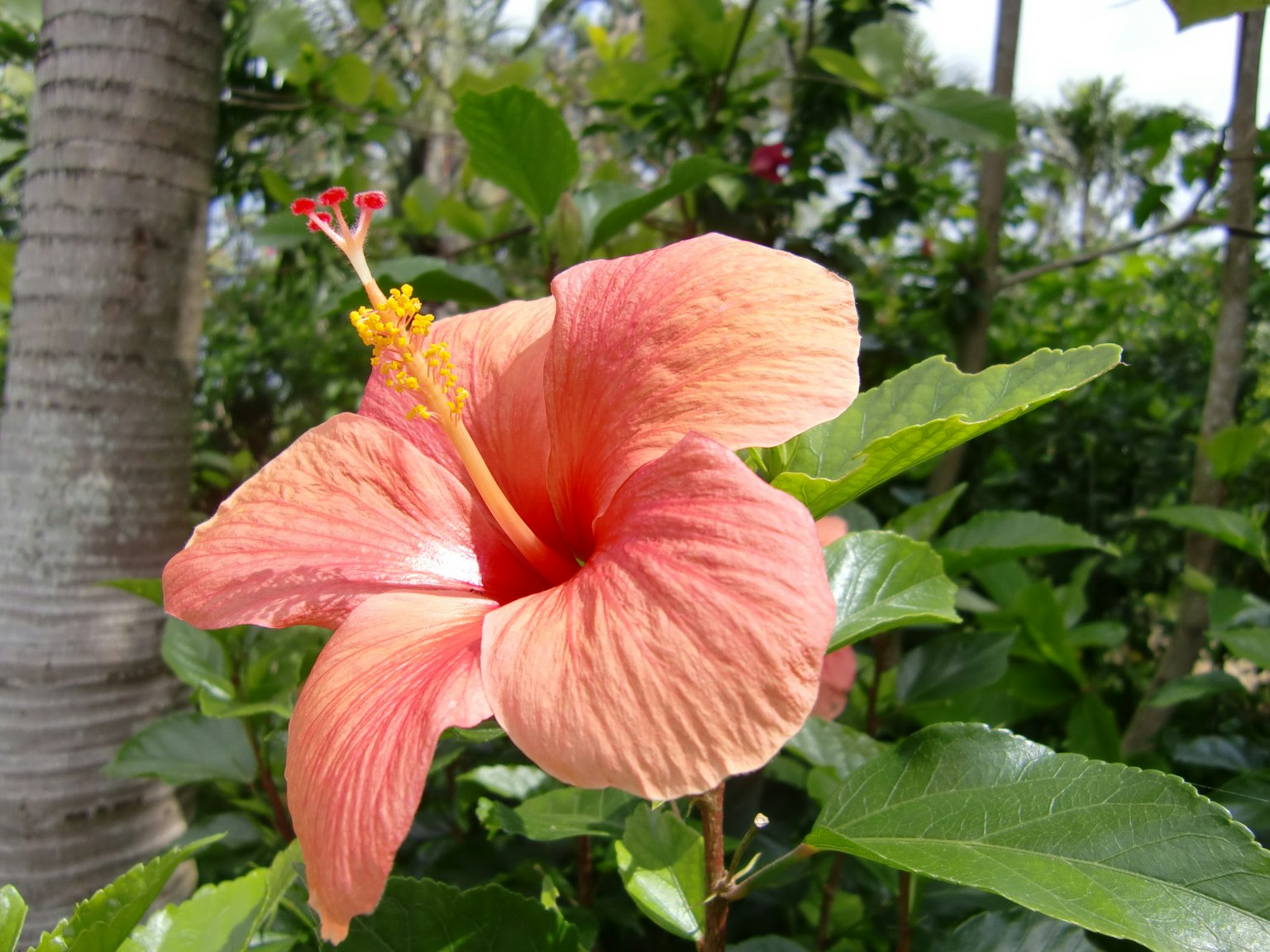 Bunga hibiscus oranye mekar di antara daun hijau