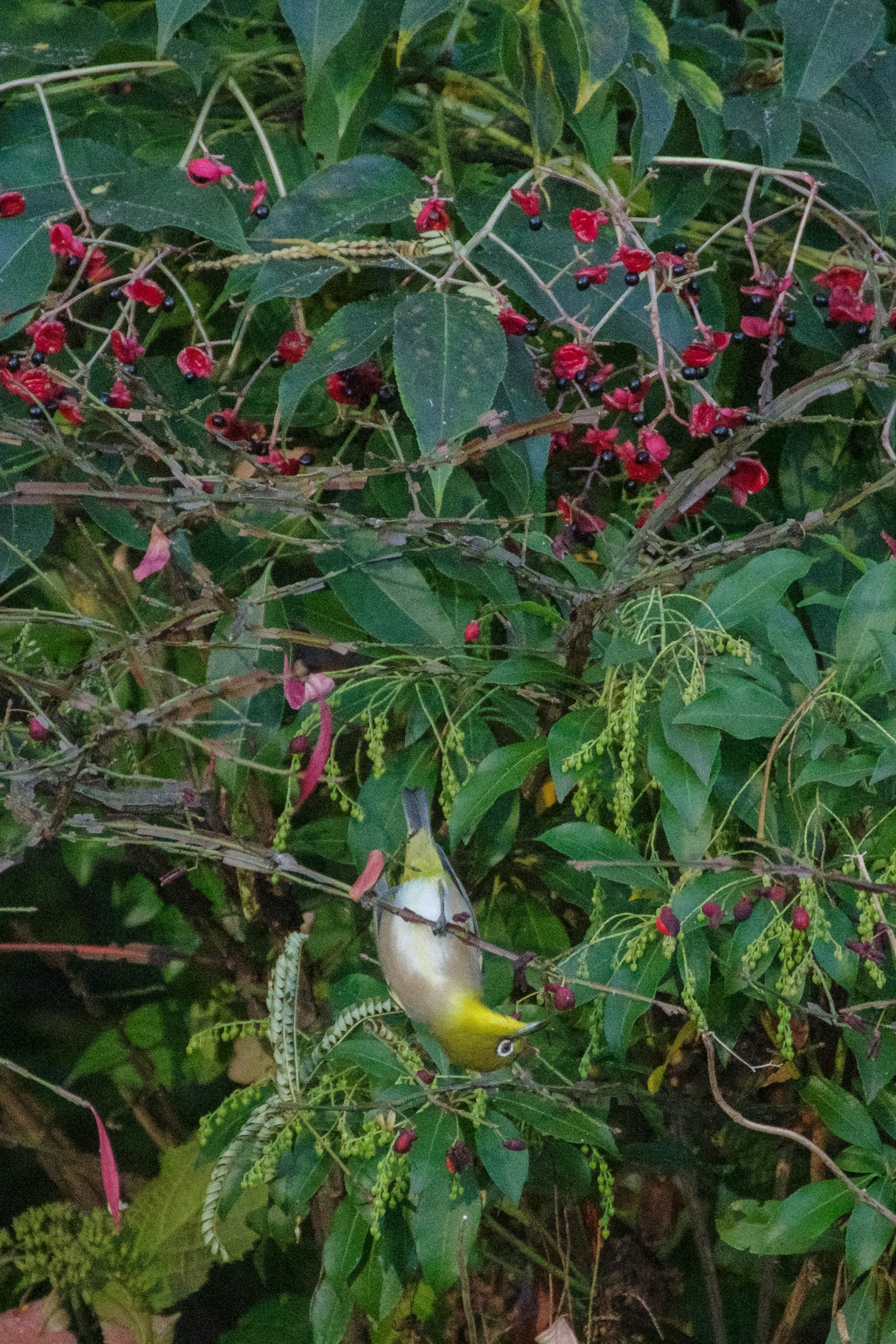 A small bird hanging on a branch with colorful berries
