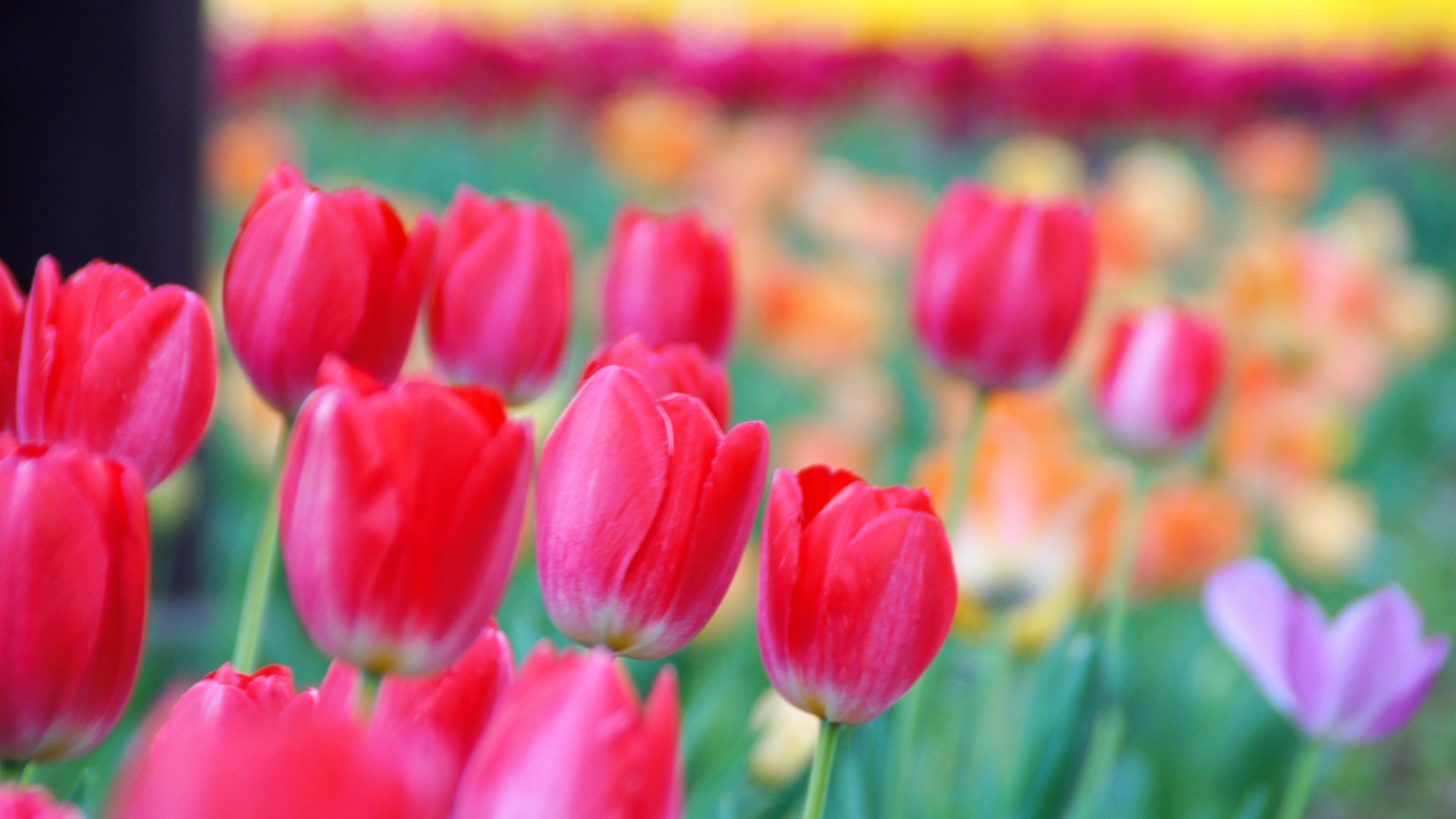 Gros plan d'un champ de tulipes coloré avec des tulipes rouges entourées de différentes couleurs