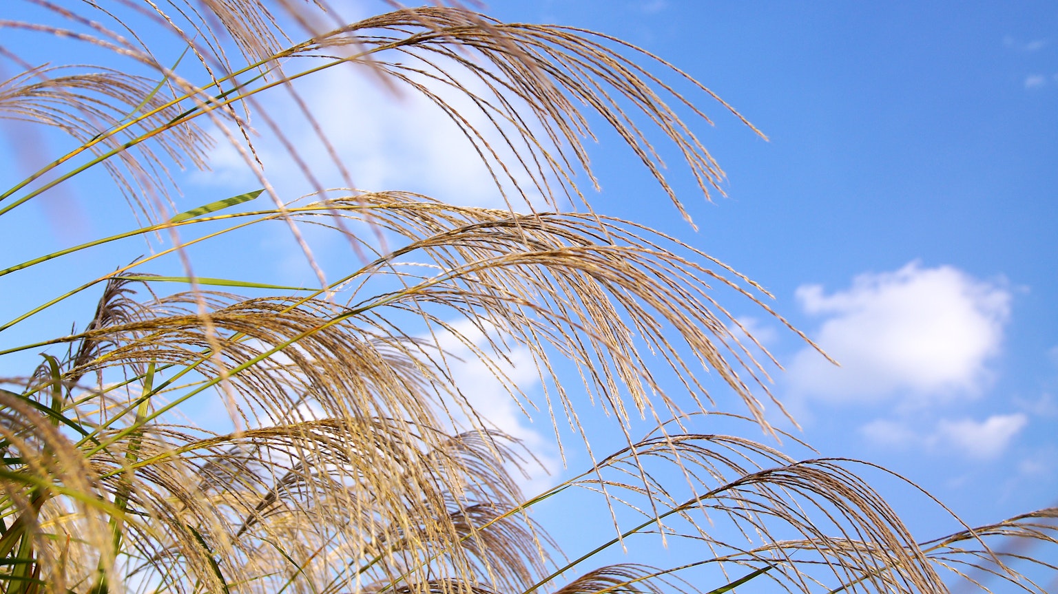 Szene von Gras mit Ähren vor blauem Himmel
