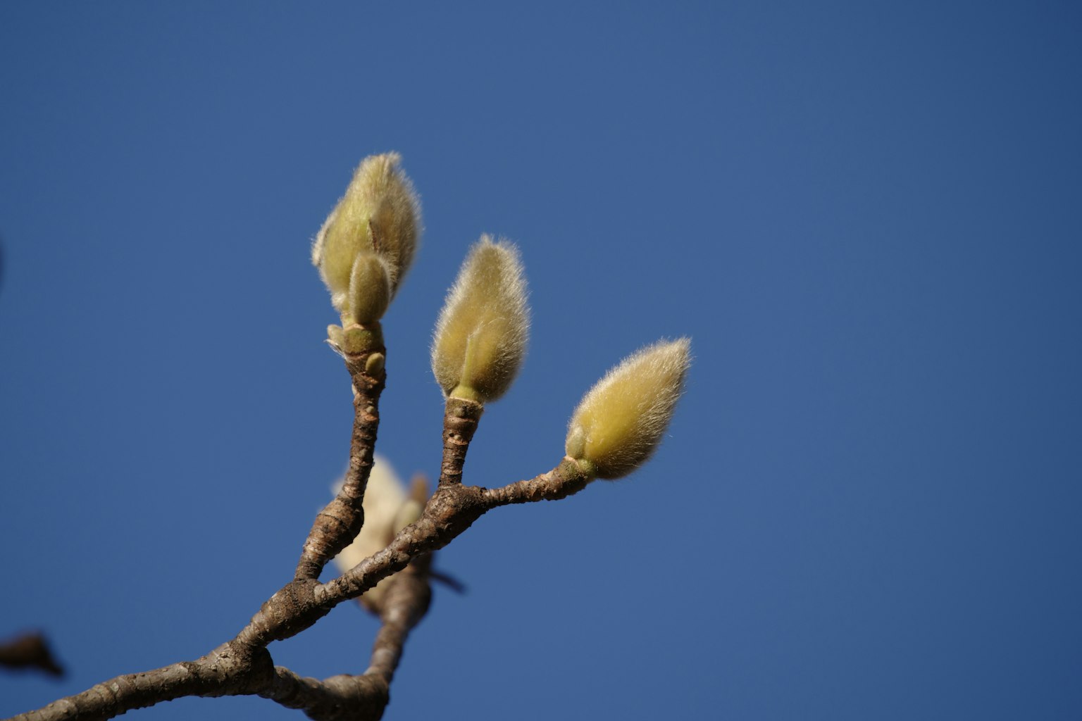Three magnolia buds against a clear blue sky