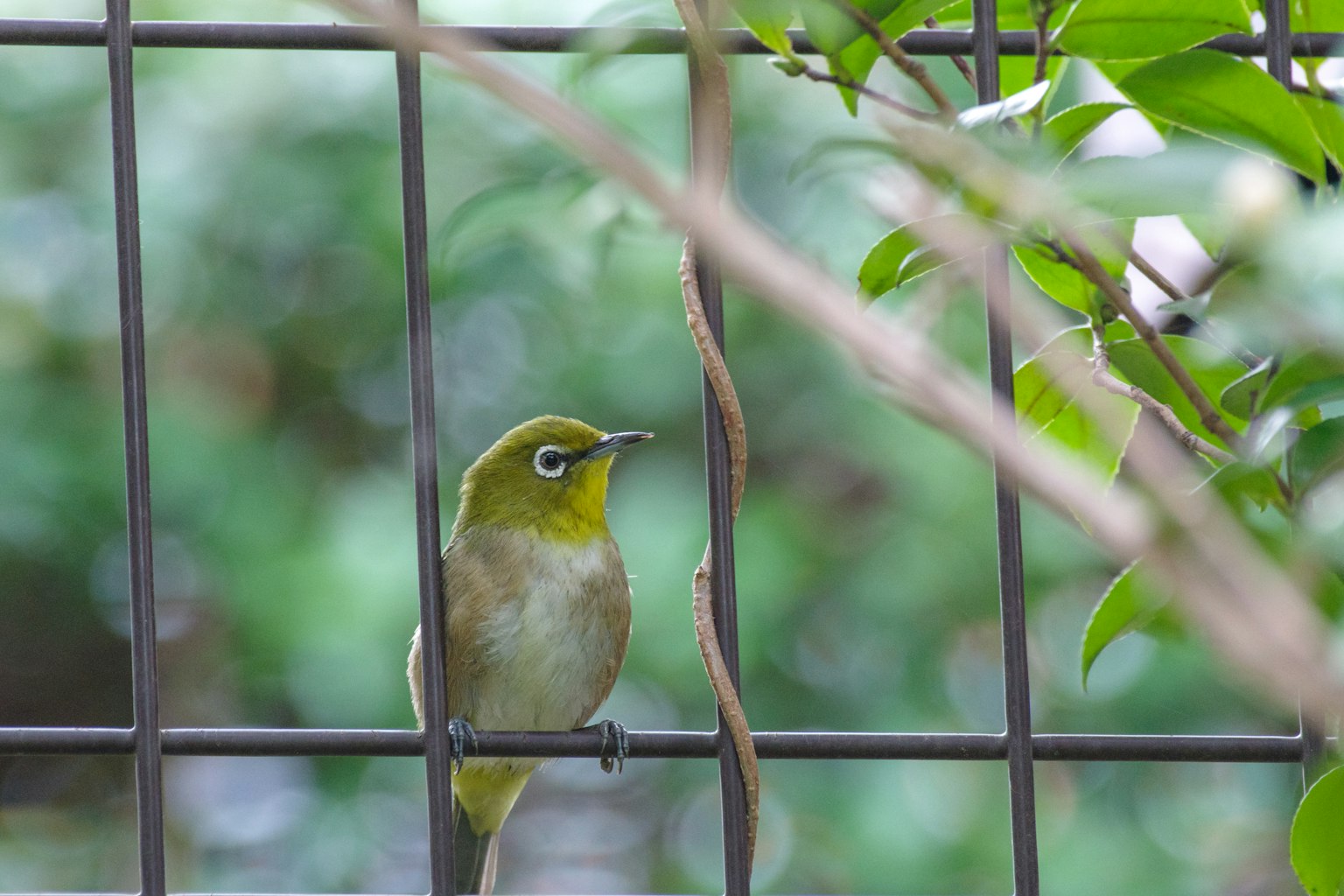 Un uccello occhio giapponese che sbircia attraverso una recinzione con piume verdi e grandi occhi