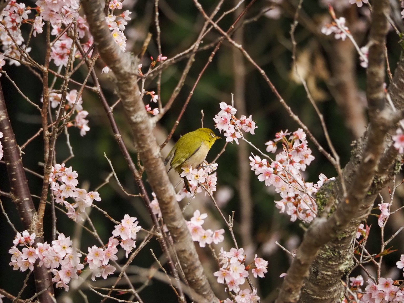 Pequeño pájaro amarillo buscando comida entre las flores de cerezo
