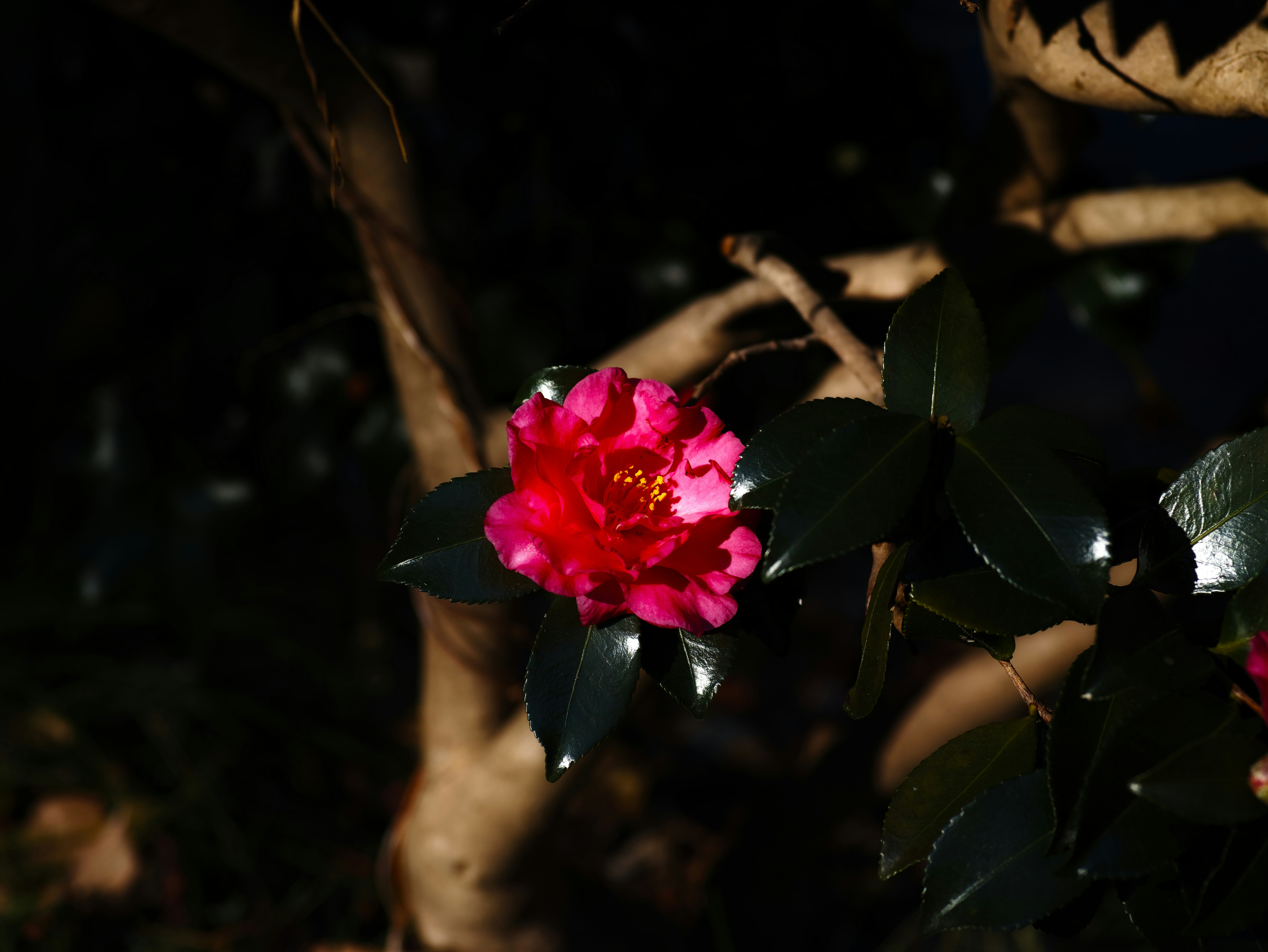 暗い背景に咲く鮮やかな椿の花