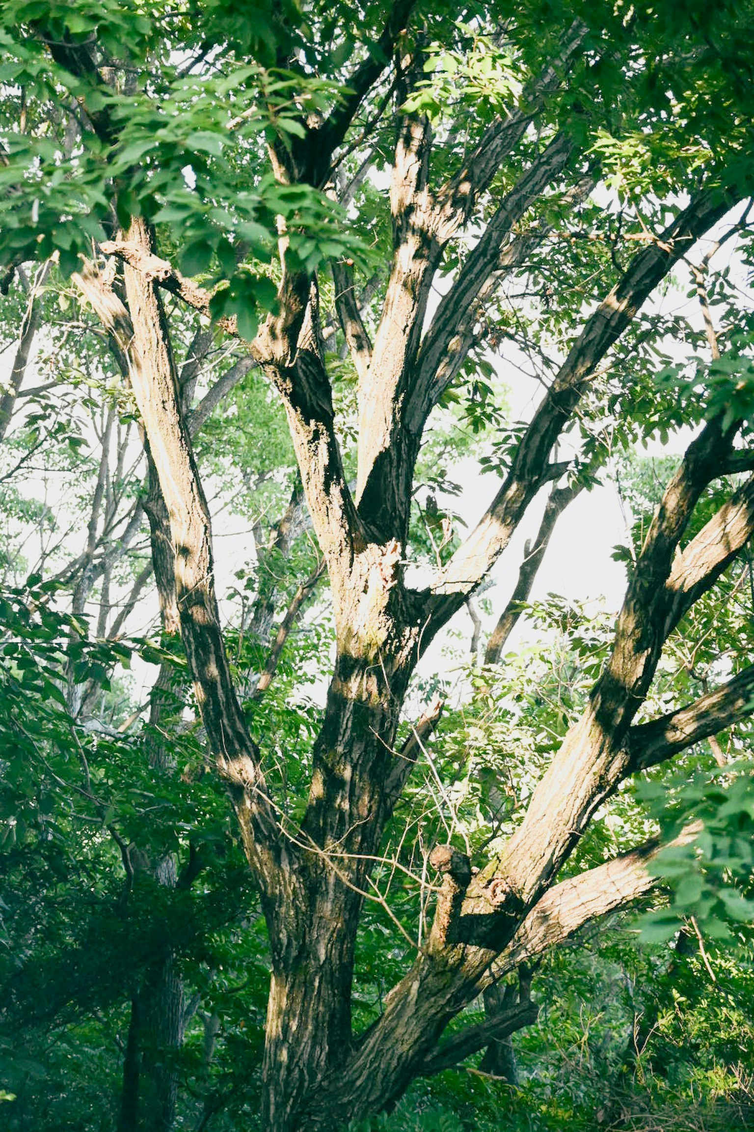 Một bức ảnh của một cái cây với lá xanh và vỏ cây có kết cấu