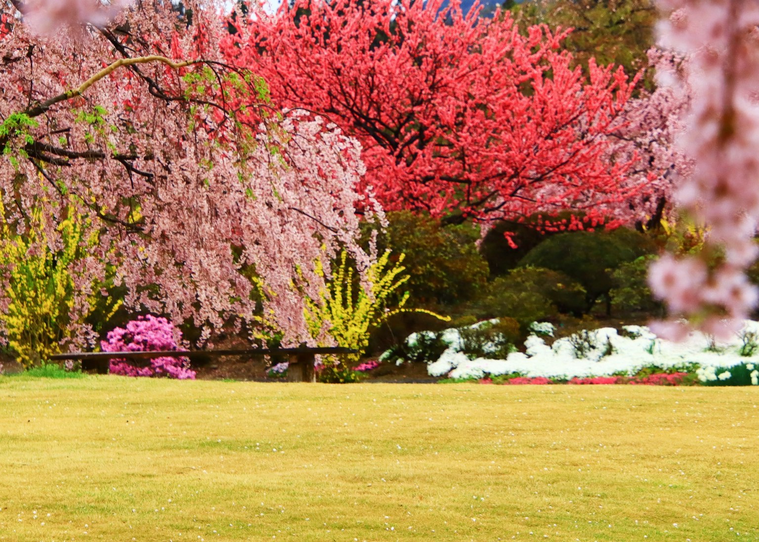 Paisaje de jardín con árboles de cerezo vibrantes