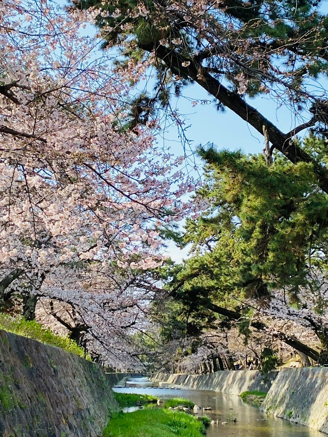 夙川の桜並木と石垣の小川