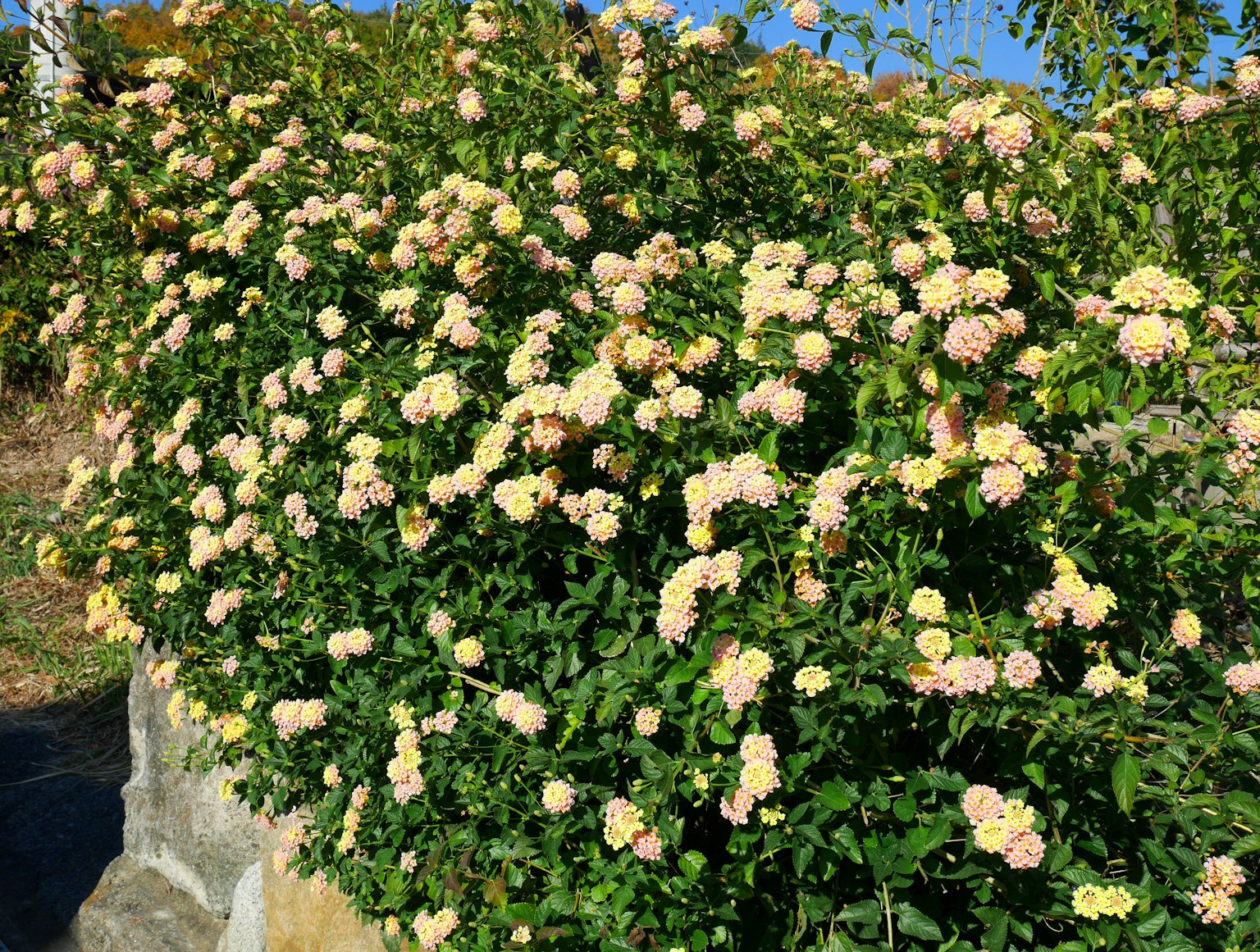 Imagen de un arbusto verde cubierto de racimos de flores amarillas pálidas