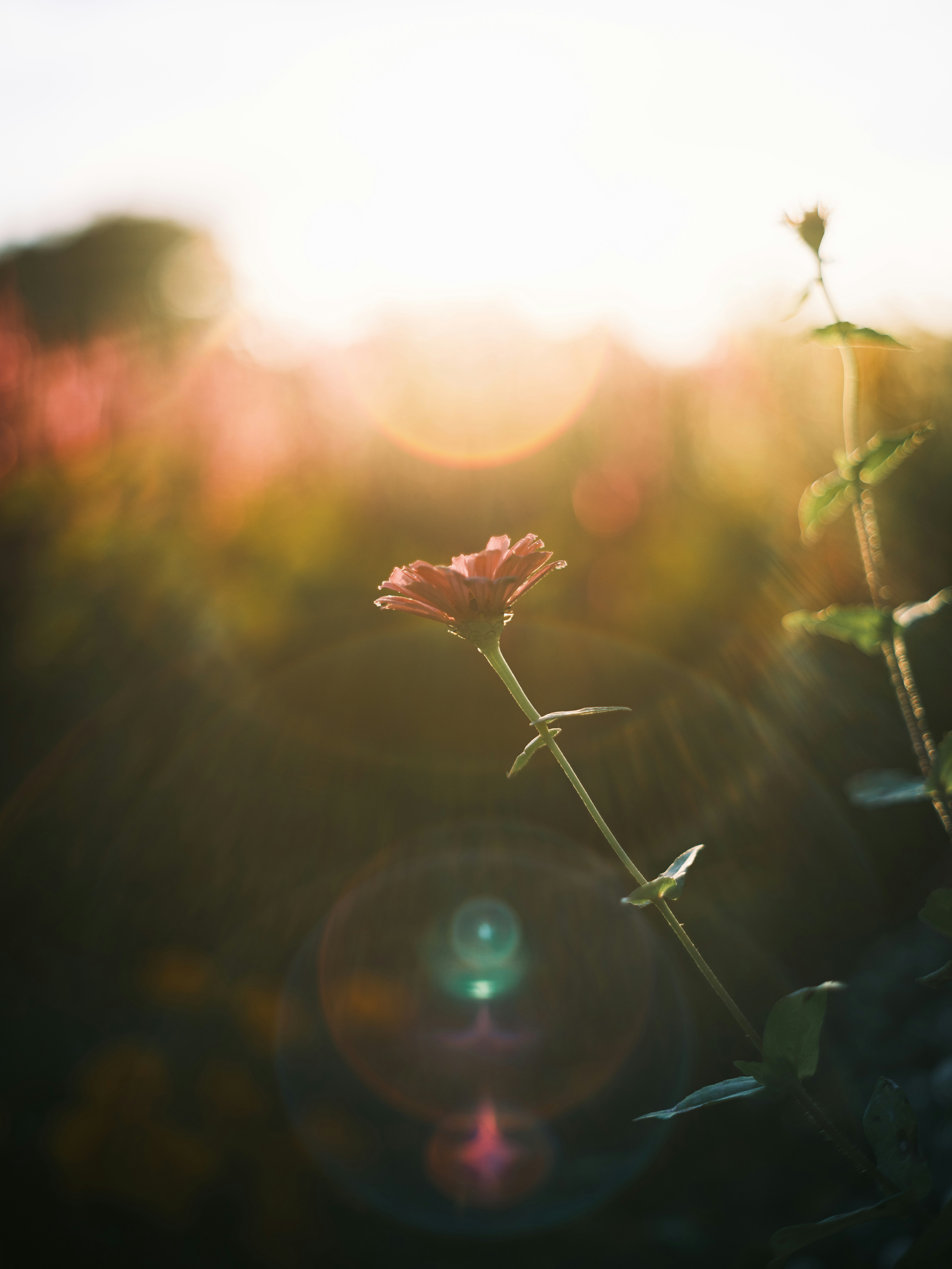 夕日に照らされた草原の花のクローズアップ