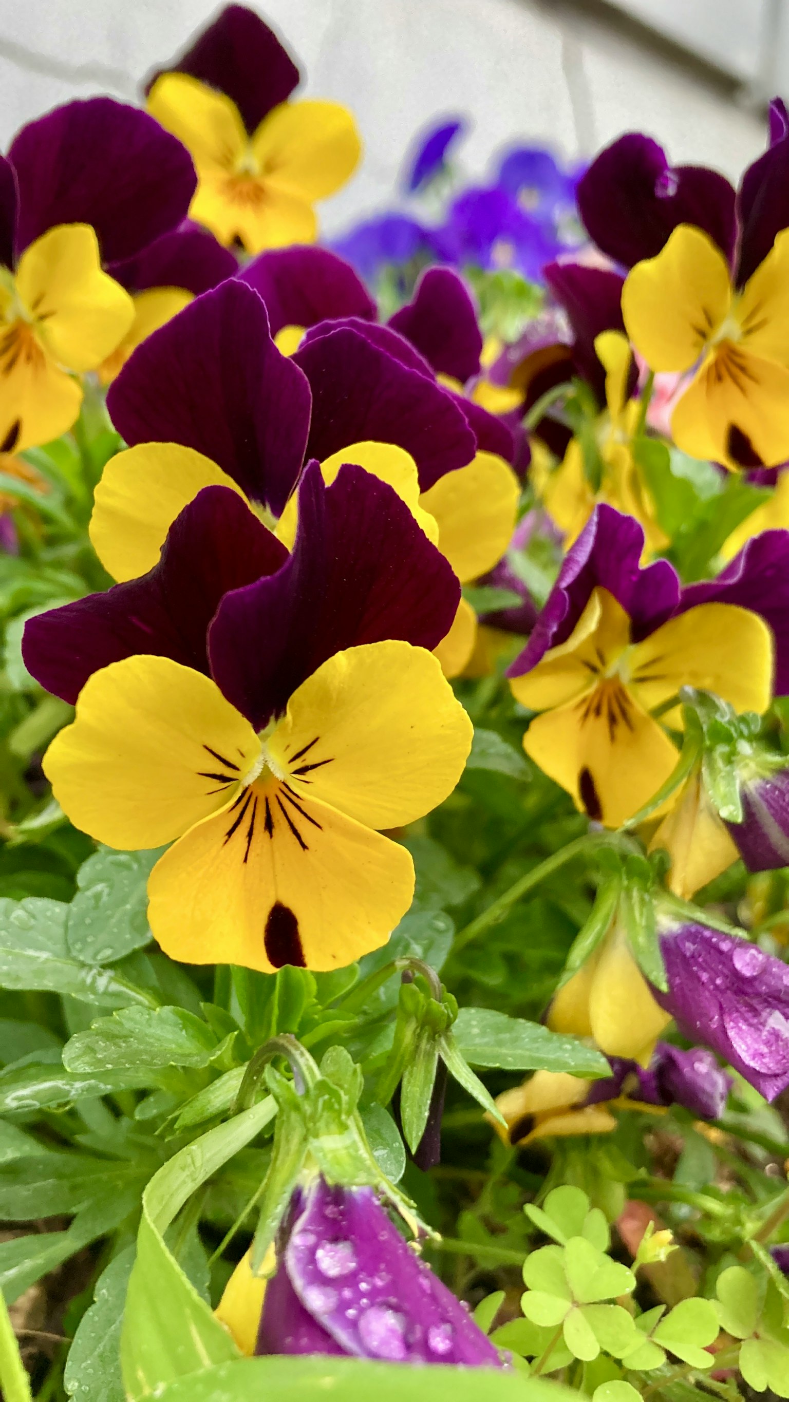 Primo piano di viole del pensiero con fiori viola e gialli