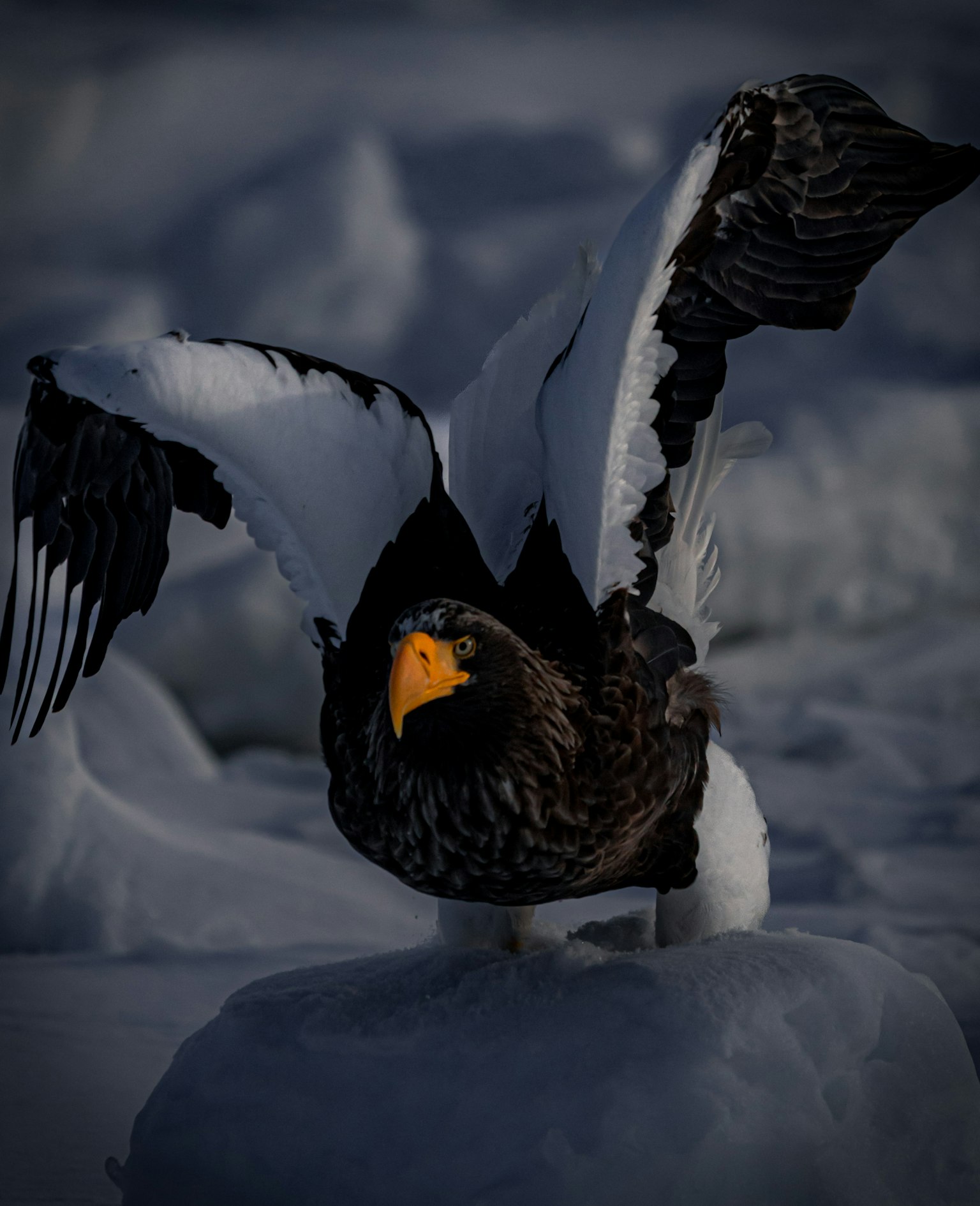 Stellerseeadler breitet seine Flügel auf dem Eis aus