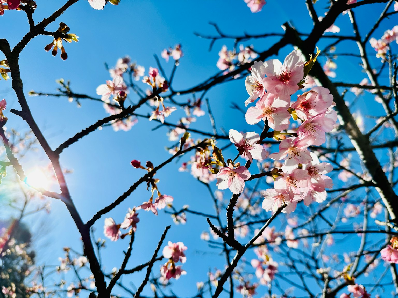 Foto de flores de cerezo y ramas delgadas bajo un cielo azul