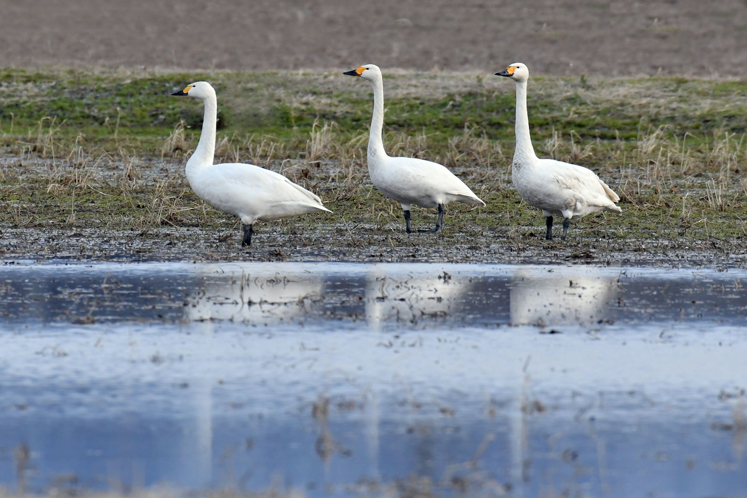 Trois cygnes debout au bord de l'eau se reflétant dans l'eau