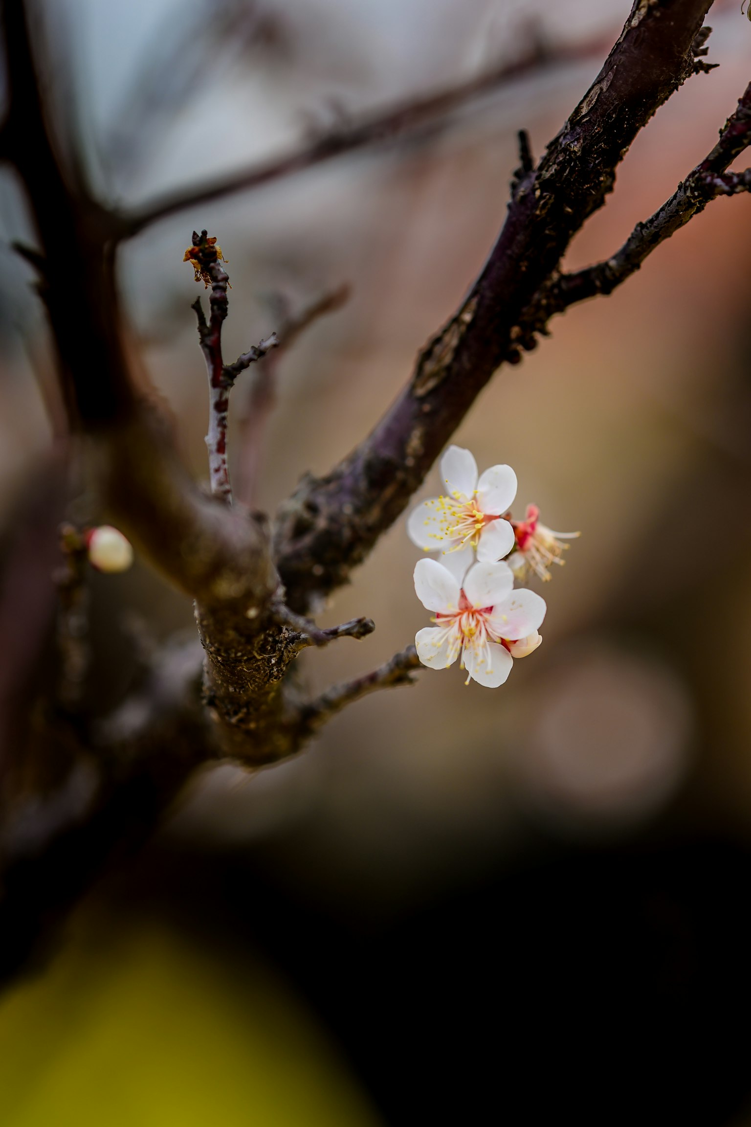 Close-up of a branch with blooming white flowers