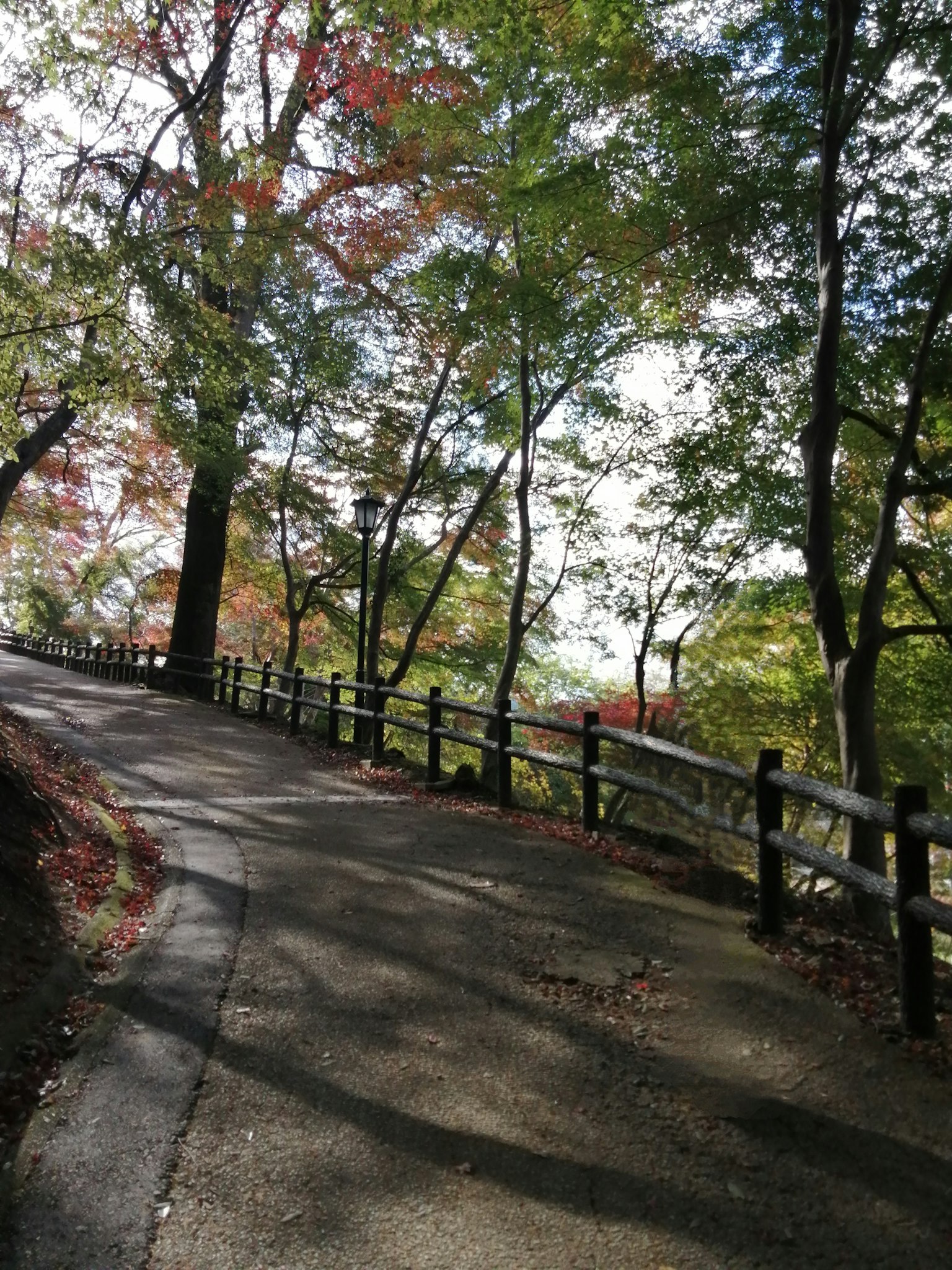 Curved path surrounded by colorful trees in autumn
