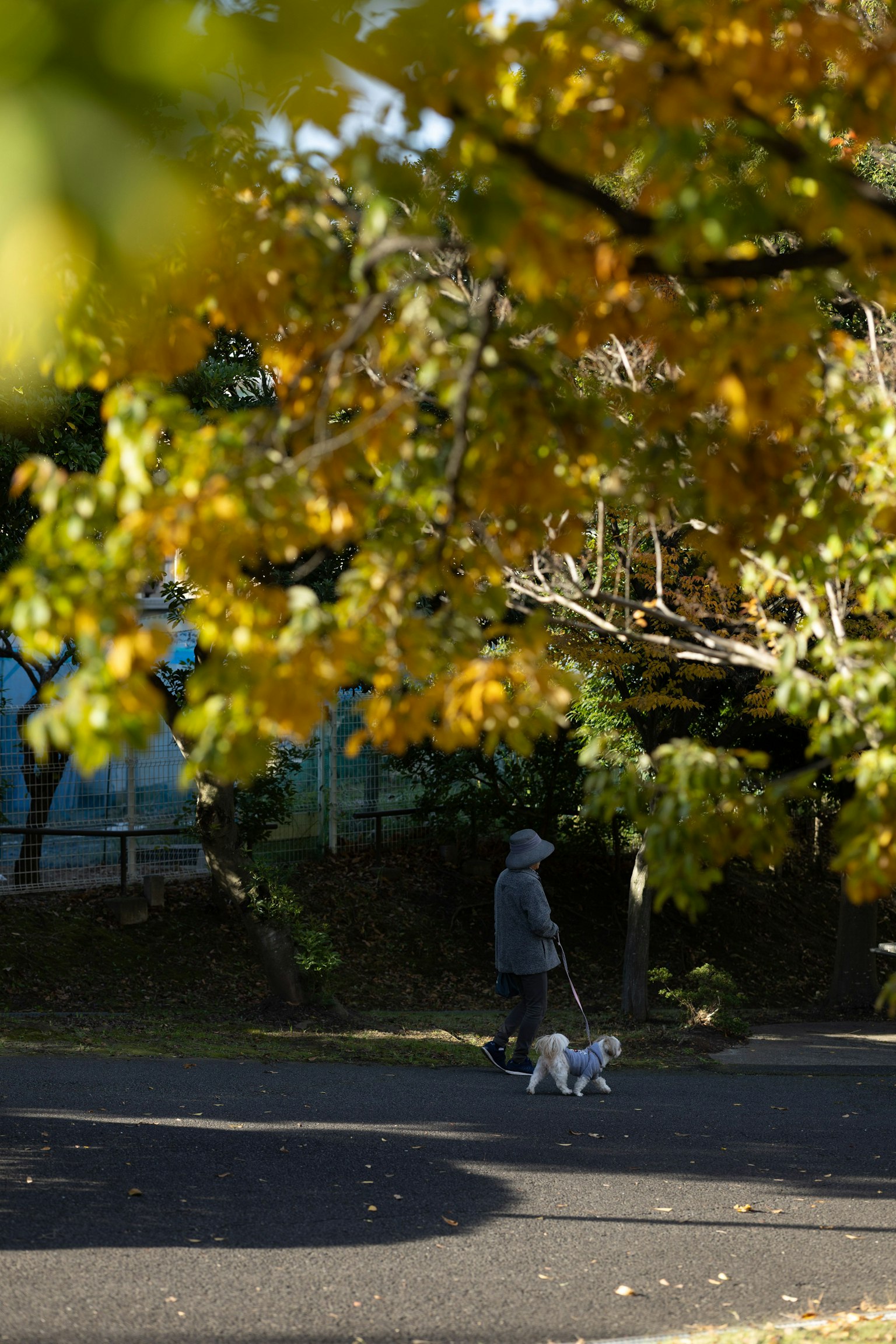 Seseorang yang berjalan dengan anjing di taman musim gugur dengan daun kuning