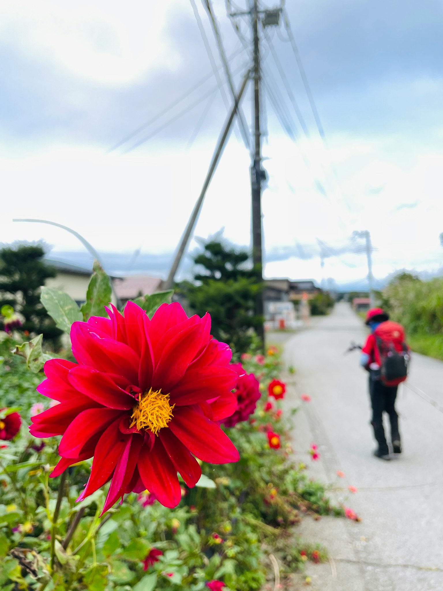 Lebendige rote Blume mit einer Person, die auf einem ländlichen Weg geht