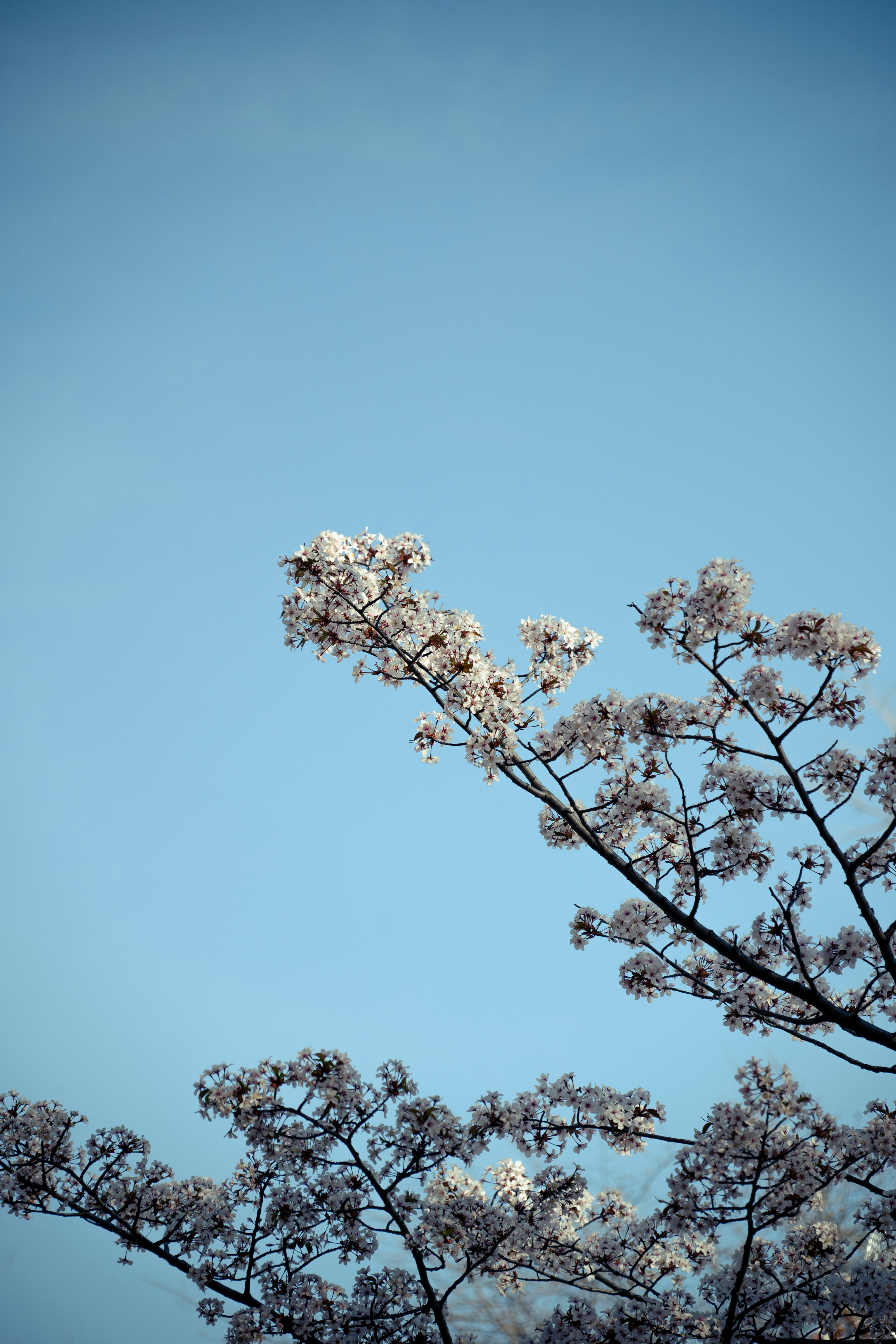 青空に広がる桜の花の枝