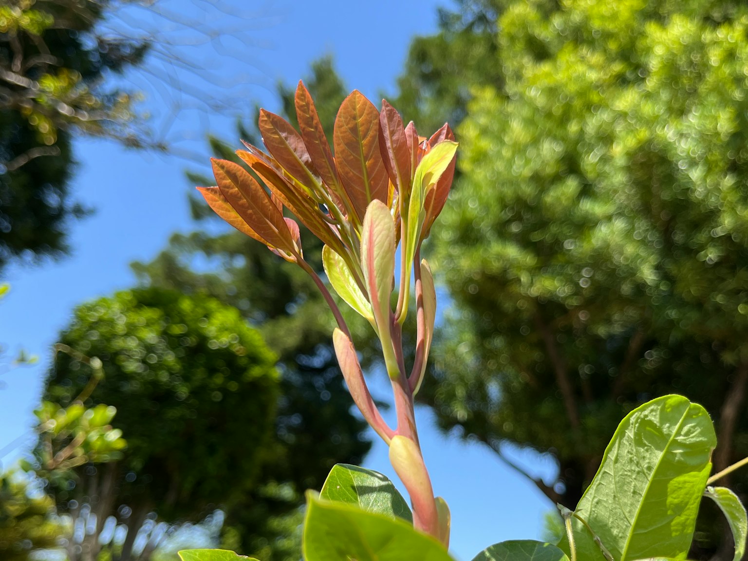蓝天背景下新叶生长的植物特写