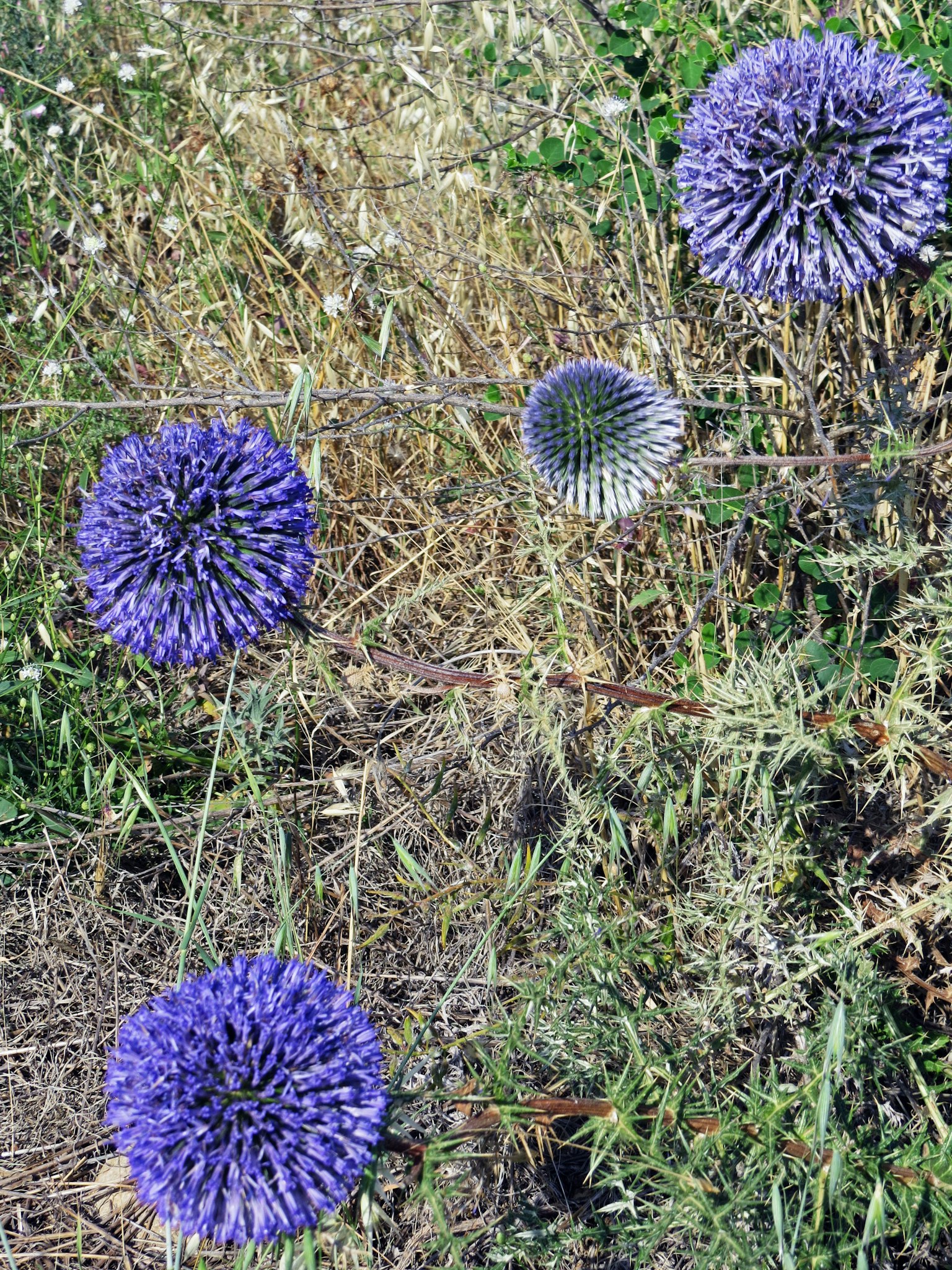 Fiori sferici viola che fioriscono tra l'erba