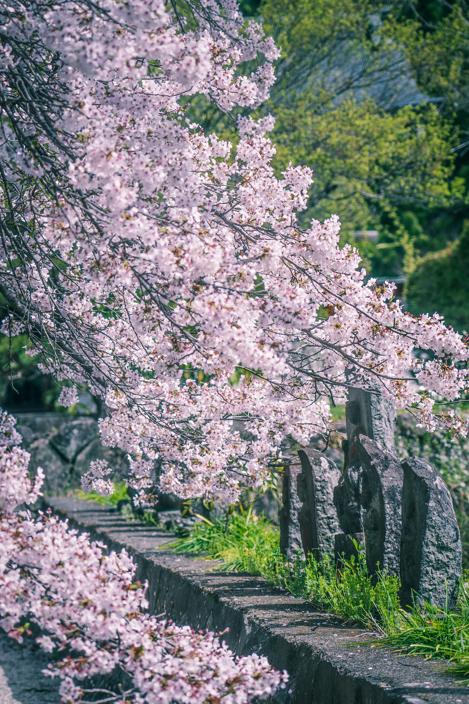 Cherry blossom trees in full bloom with a stone fence