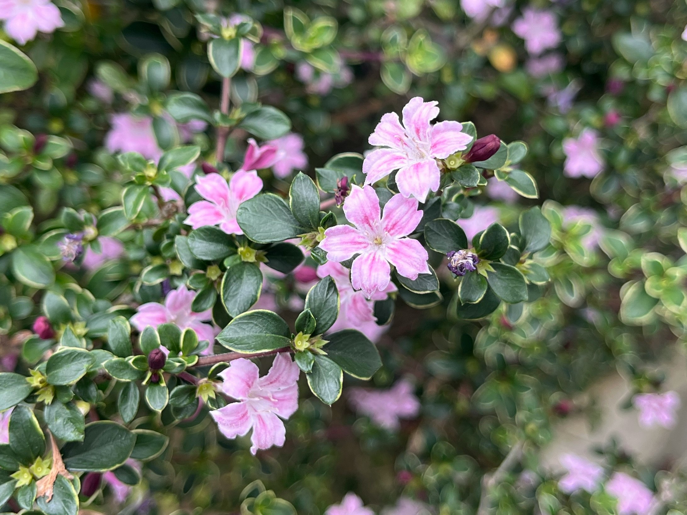 close-up of pink azalea blossoms on leafy branches