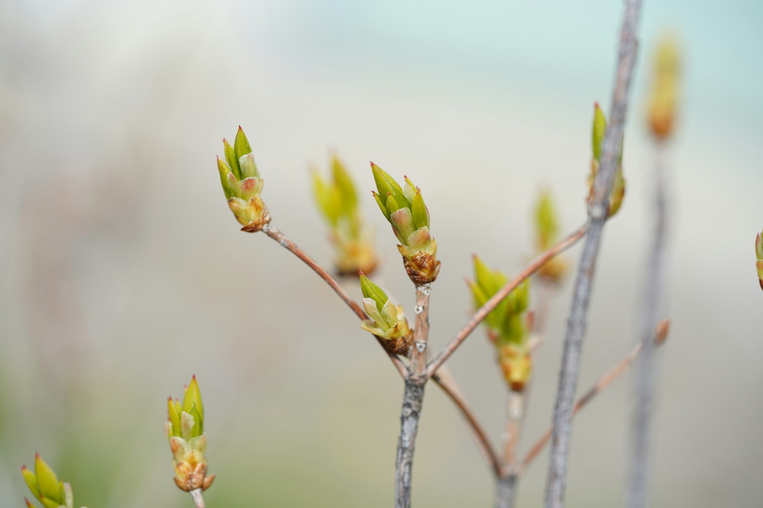 Close-up of branches with new green buds