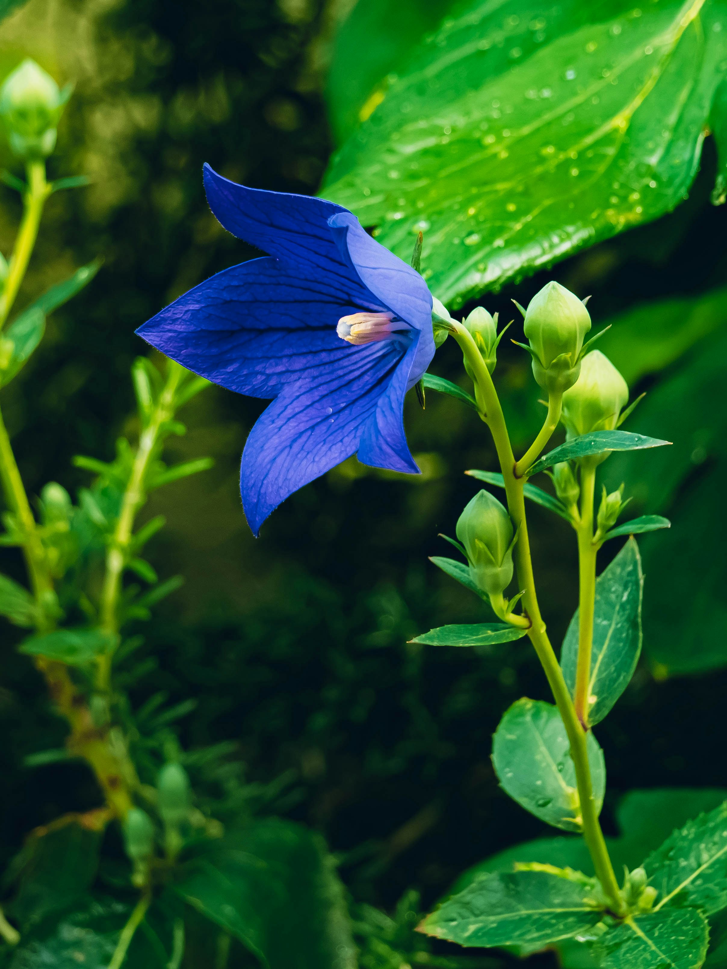 雨上がりの桔梗の花とつぼみのクローズアップ