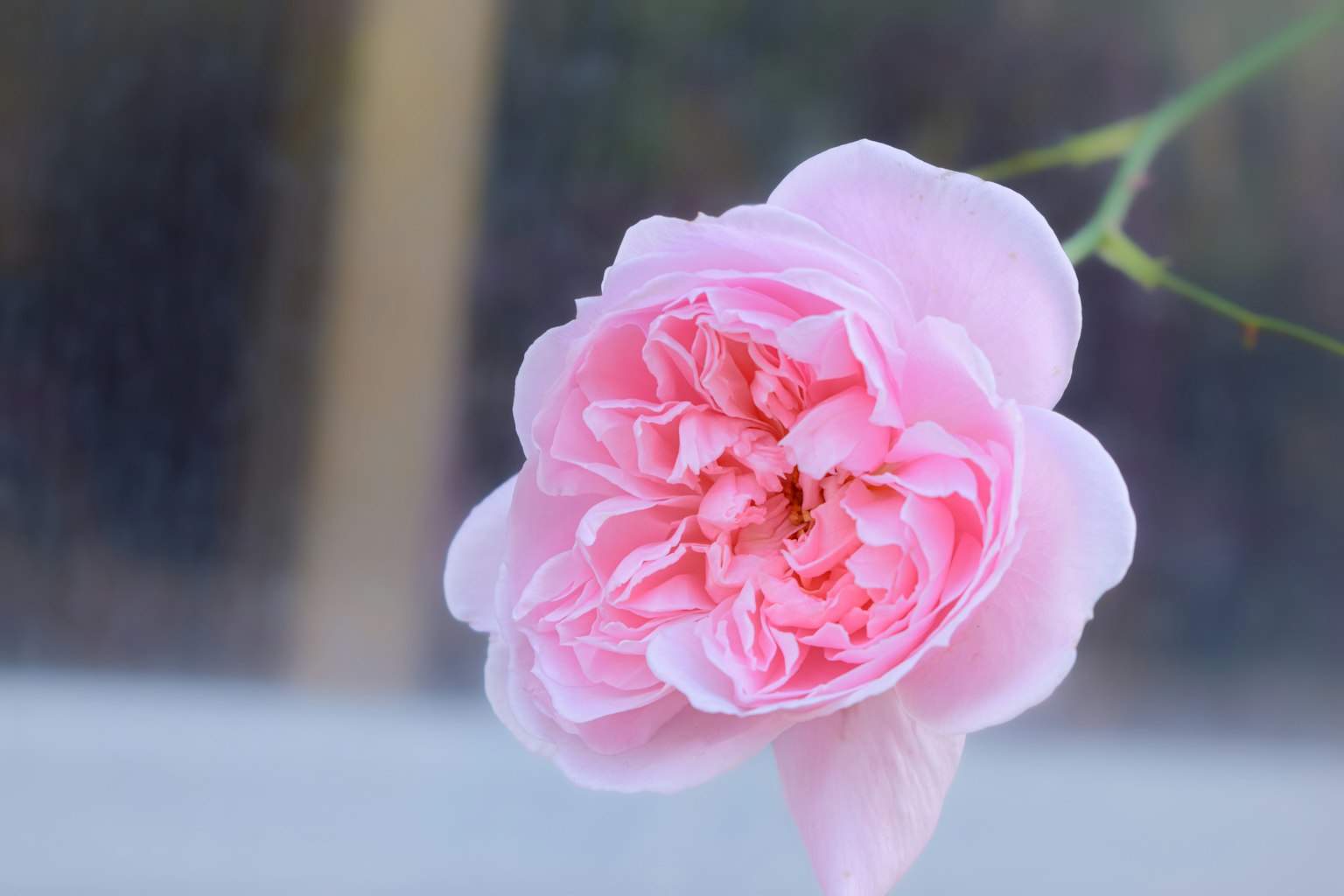 Nahaufnahme einer sanften rosa Rose in Blüte