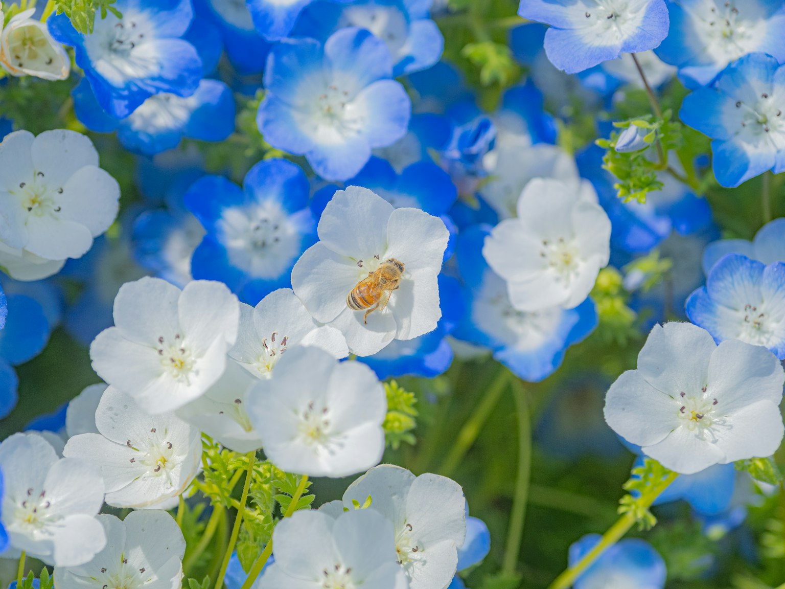 Una piccola ape circondata da fiori blu e bianchi