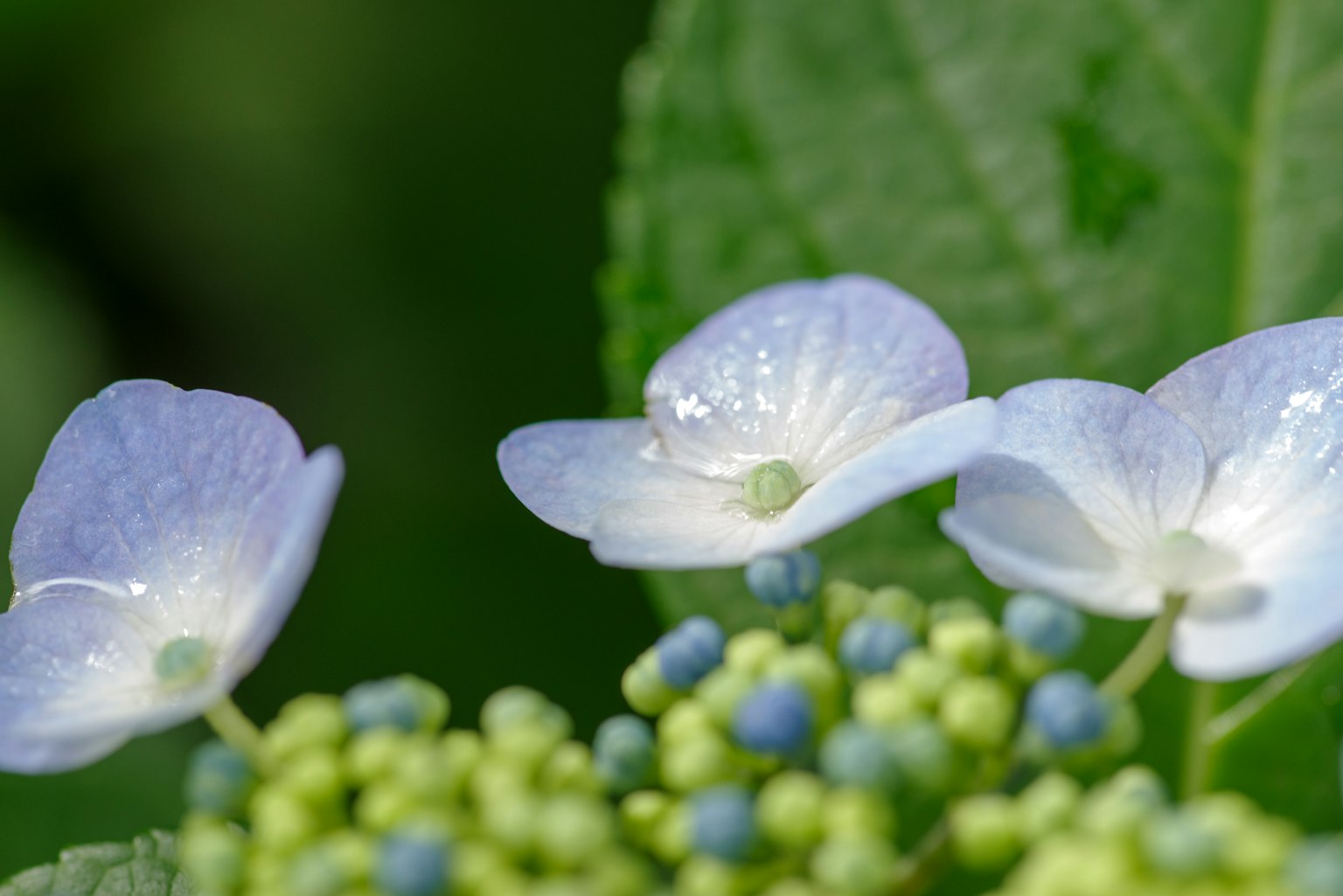 Acercamiento de flores de hortensia con tonalidades azules y verdes