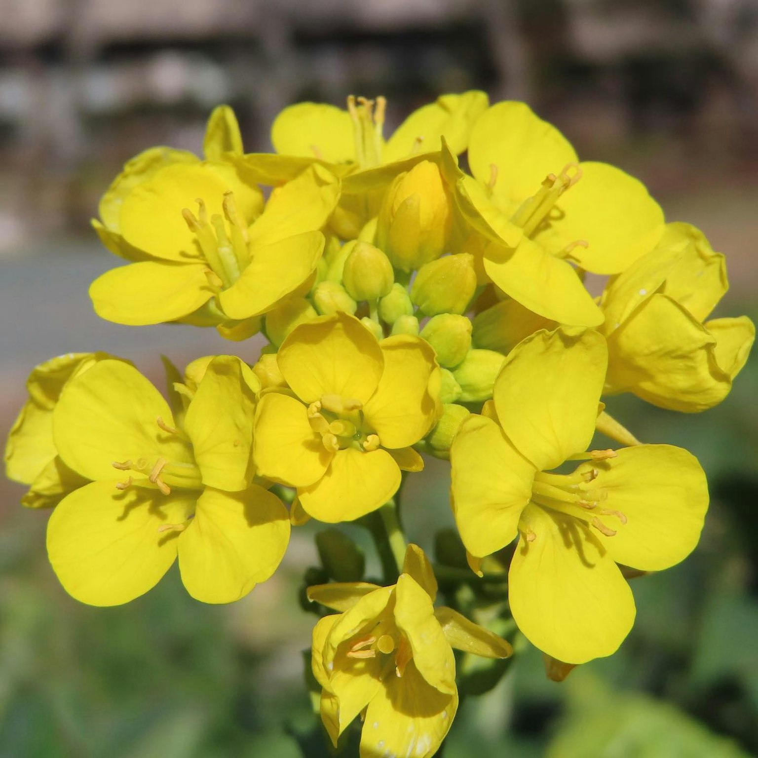 Primer plano de un grupo de flores amarillas