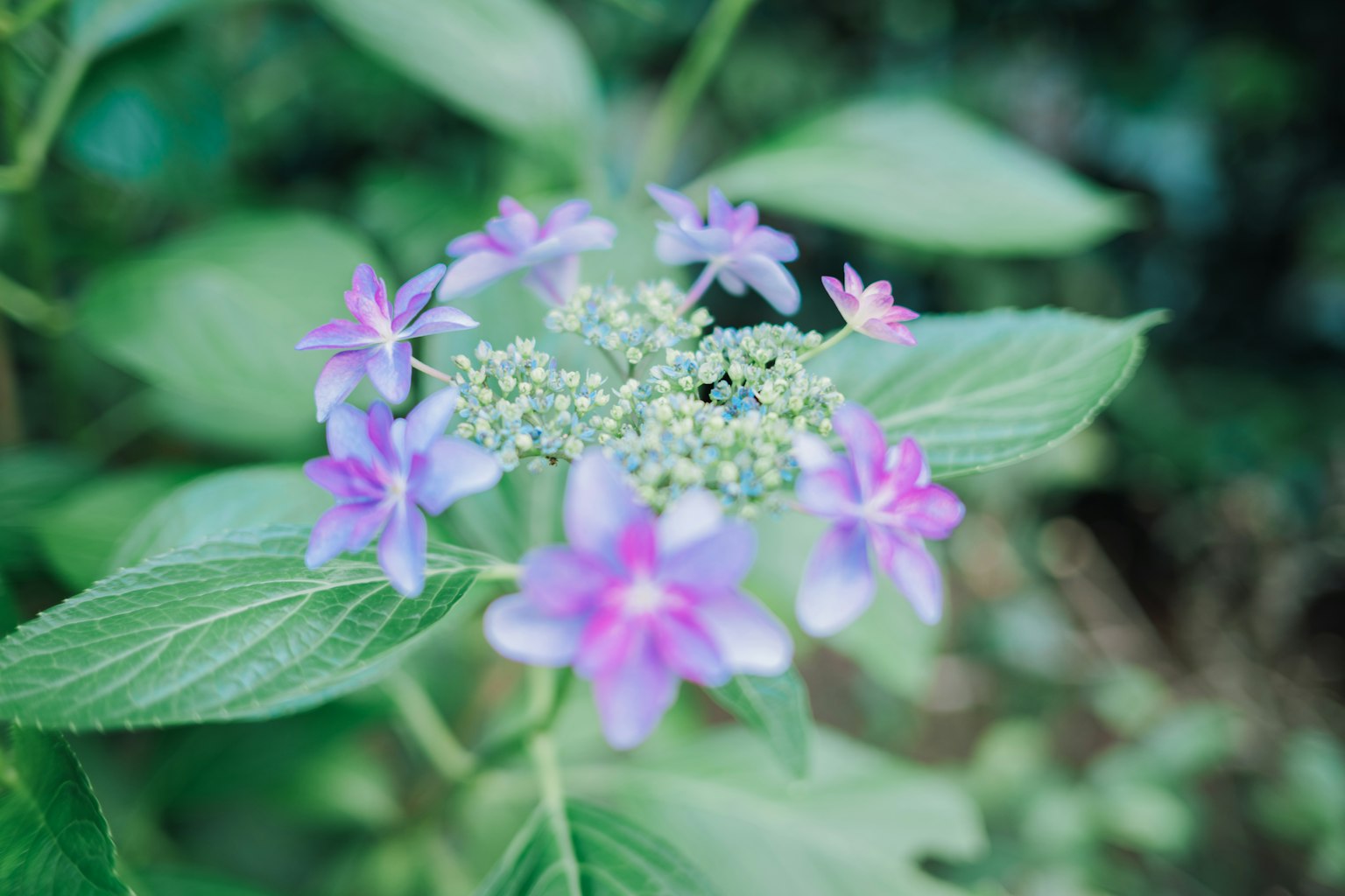 Fleurs violettes et bourgeons verts parmi des feuilles vertes luxuriantes
