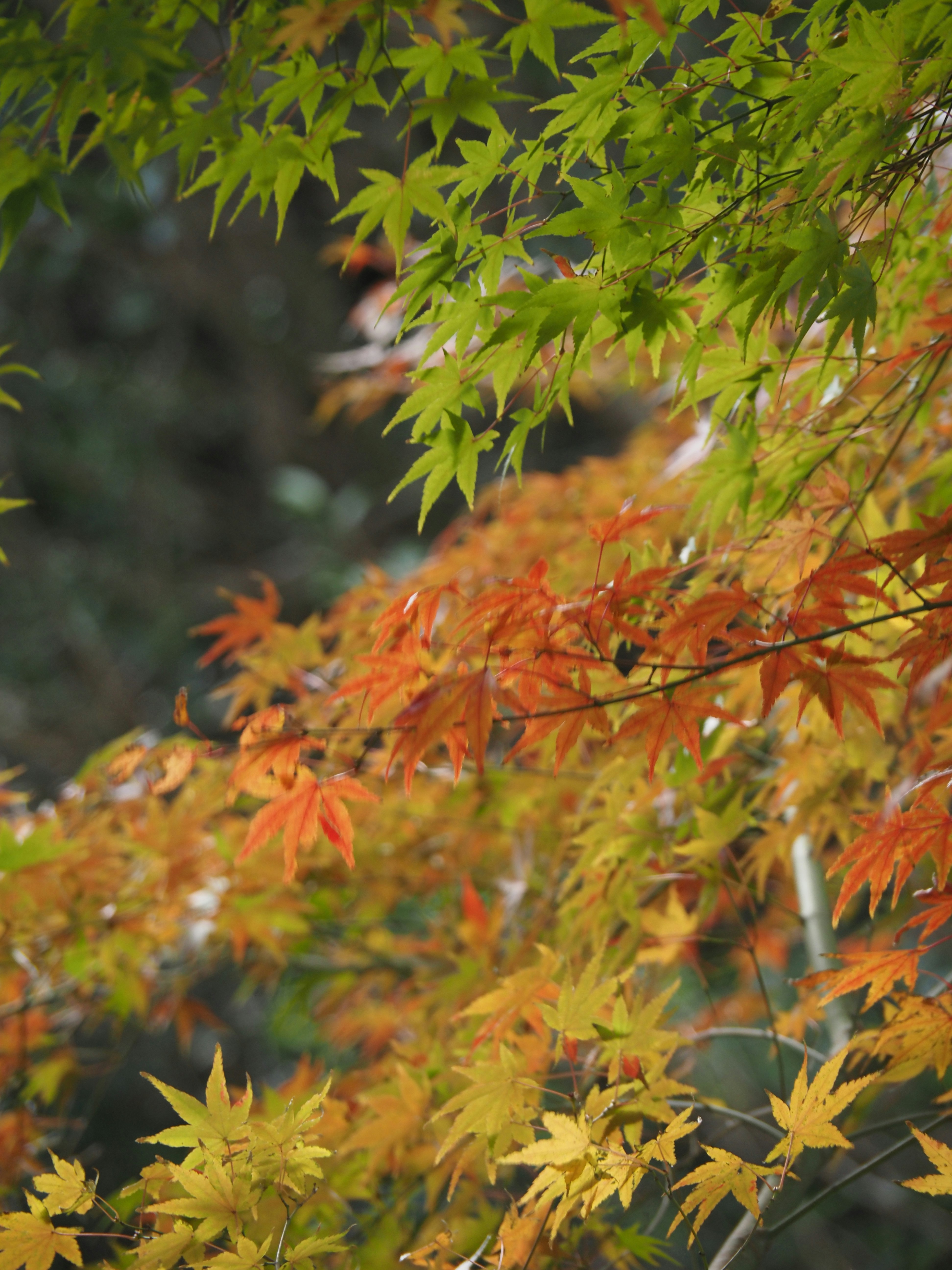 色づく紅葉の枝先が揺れる秋の木々