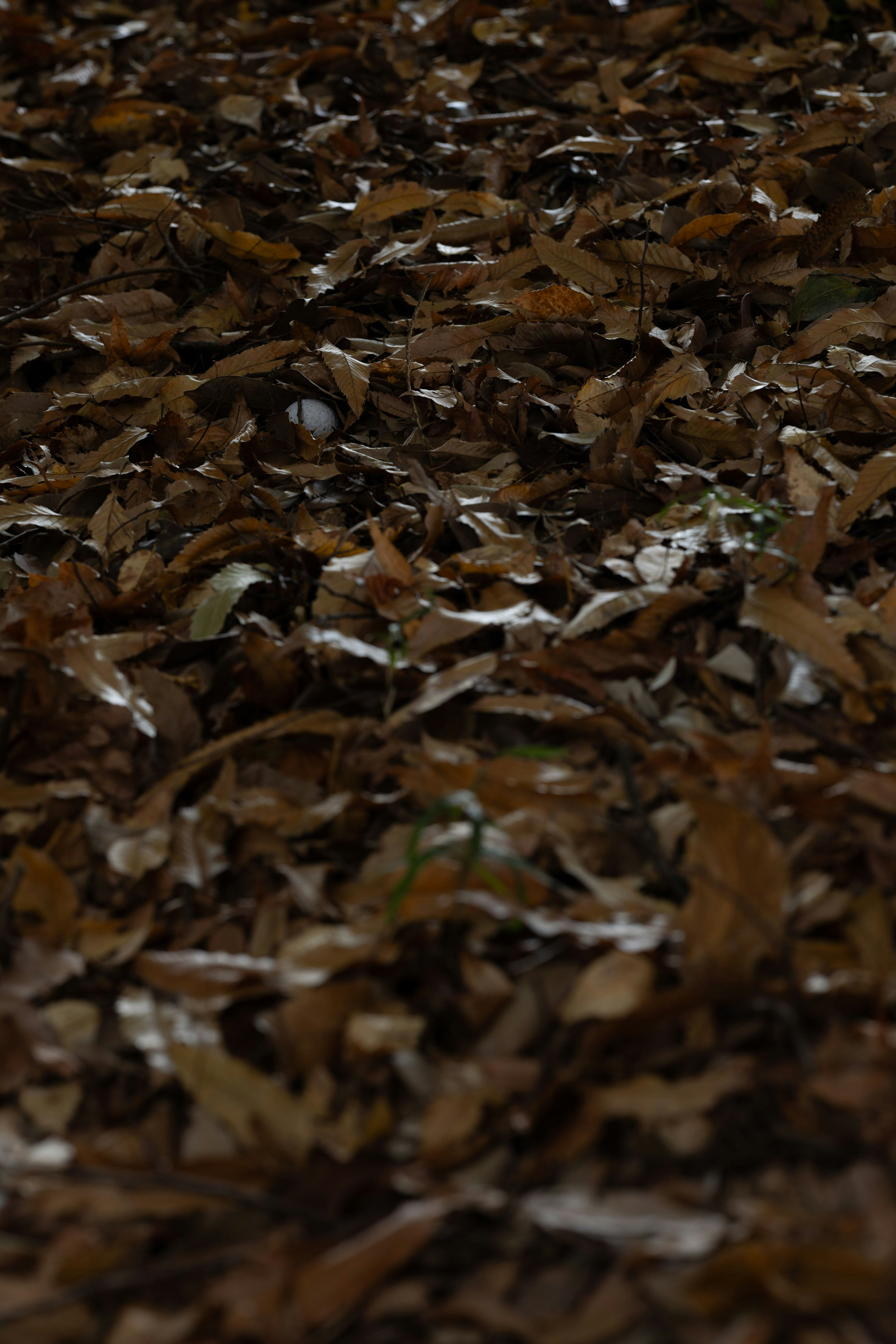 ground covered with fallen leaves