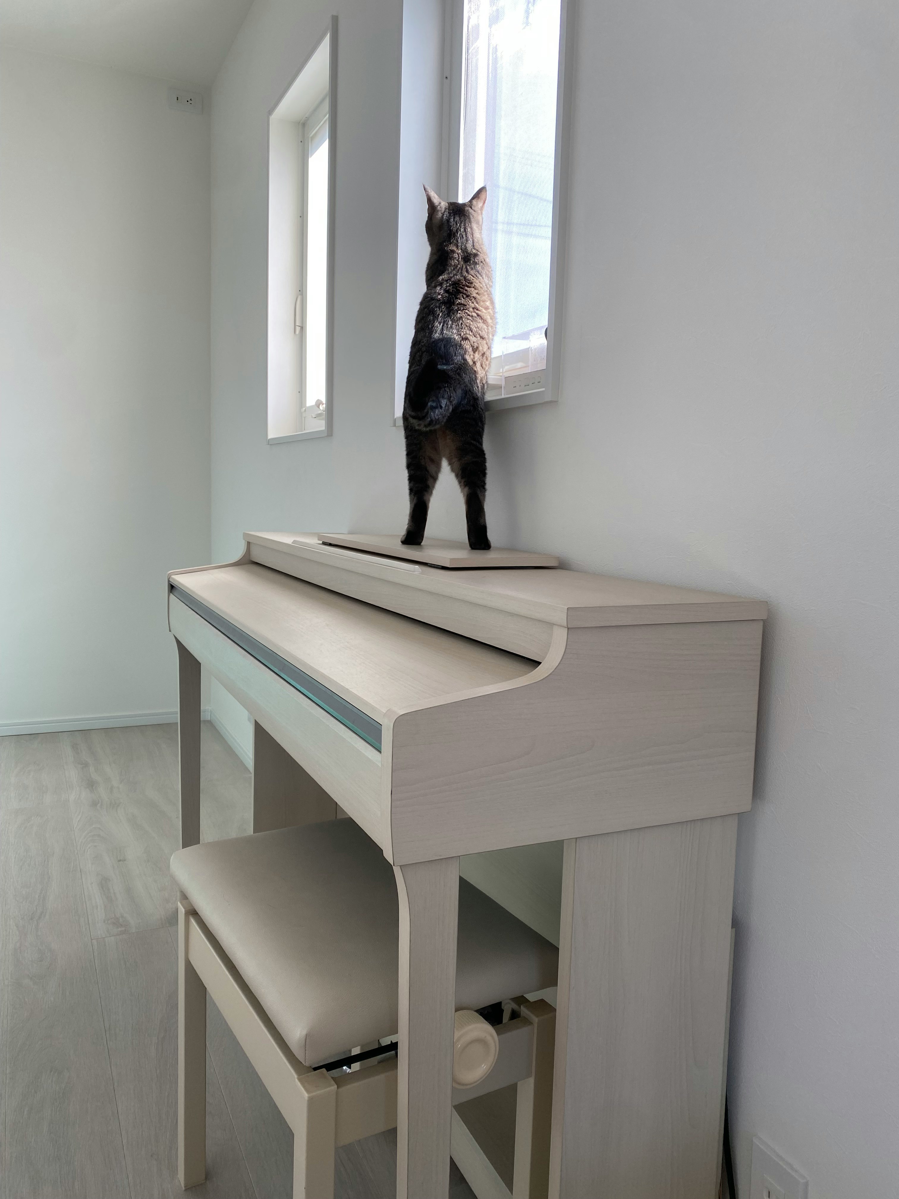 白い部屋のピアノの上にいる猫